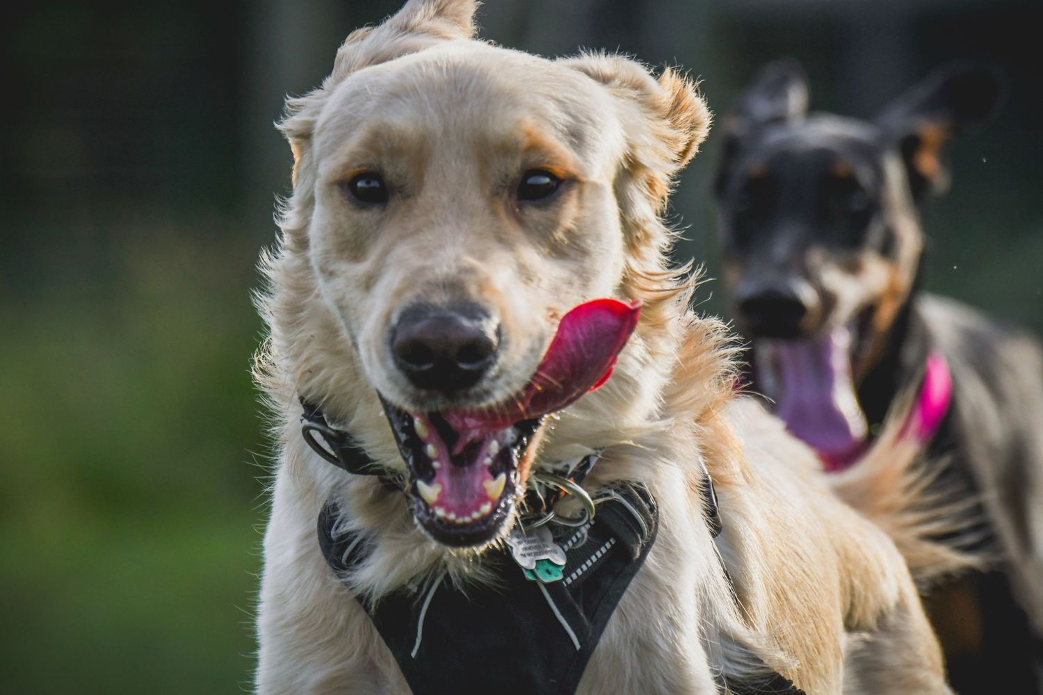 Two energetic dogs running together.