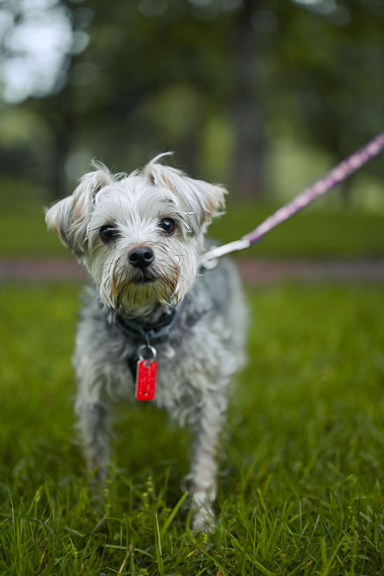Small white terrier dog with shaggy fur and a red tag on collar stands attentively in green grass on a sunny day.