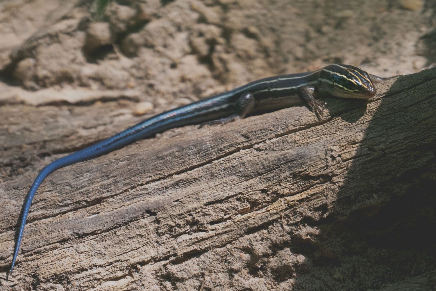 A blue-tailed skink lizard with striped body resting on a weathered wooden log in natural habitat.