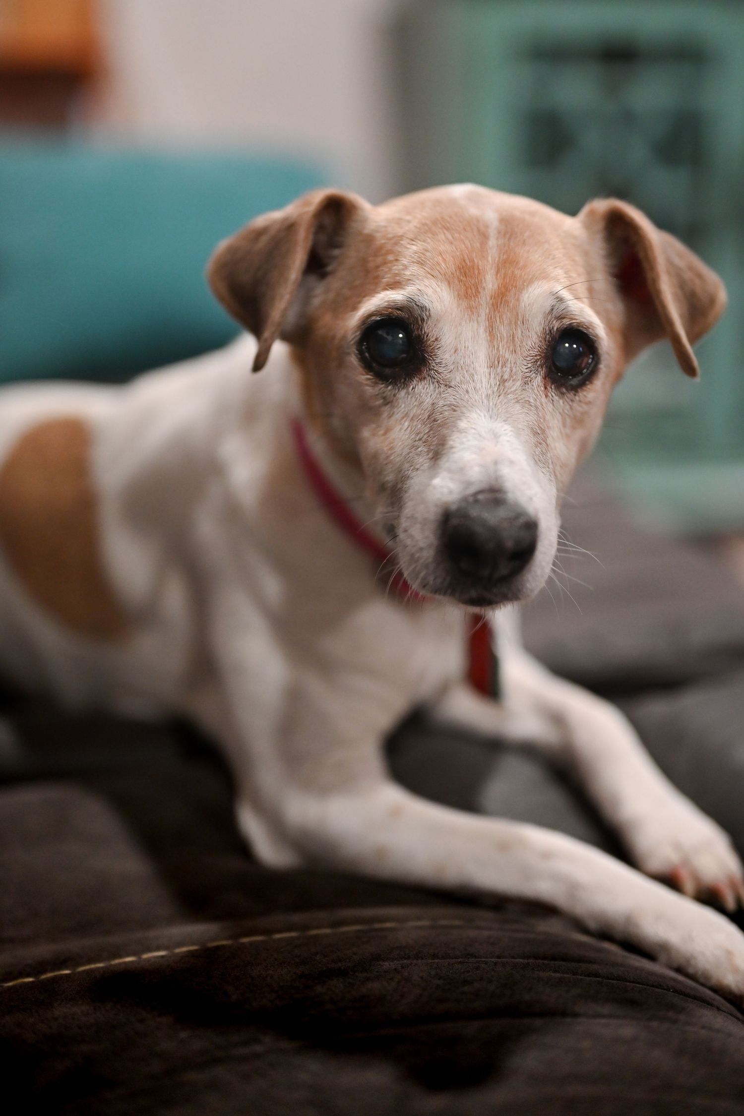 Close-up portrait of a Jack Russell terrier with white and tan fur wearing a red collar while resting on a dark couch.