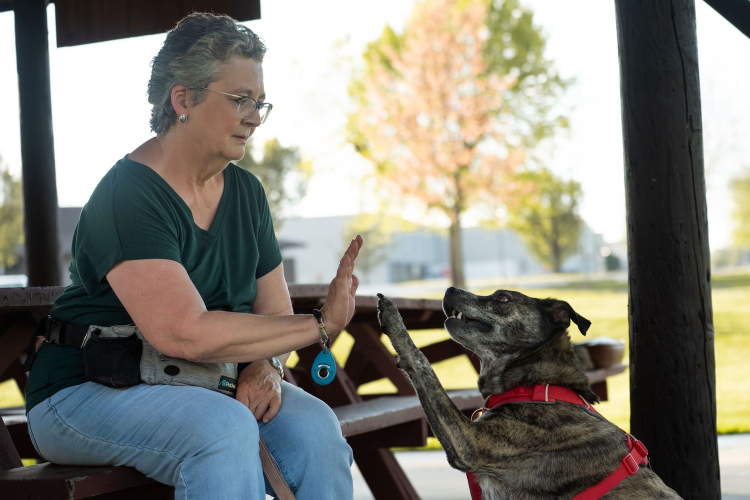 Woman training a brindle dog with red harness at an outdoor pavilion, using hand signals during obedience session.