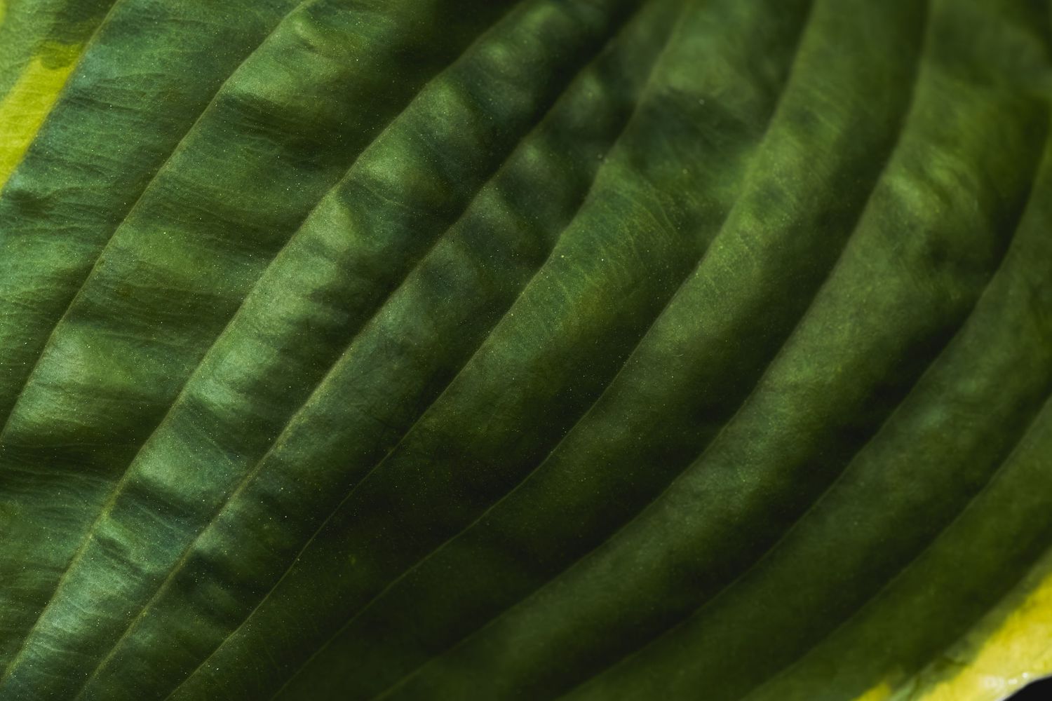 Close-up macro photo of vibrant green hosta leaf showing detailed ridged texture and natural patterns.