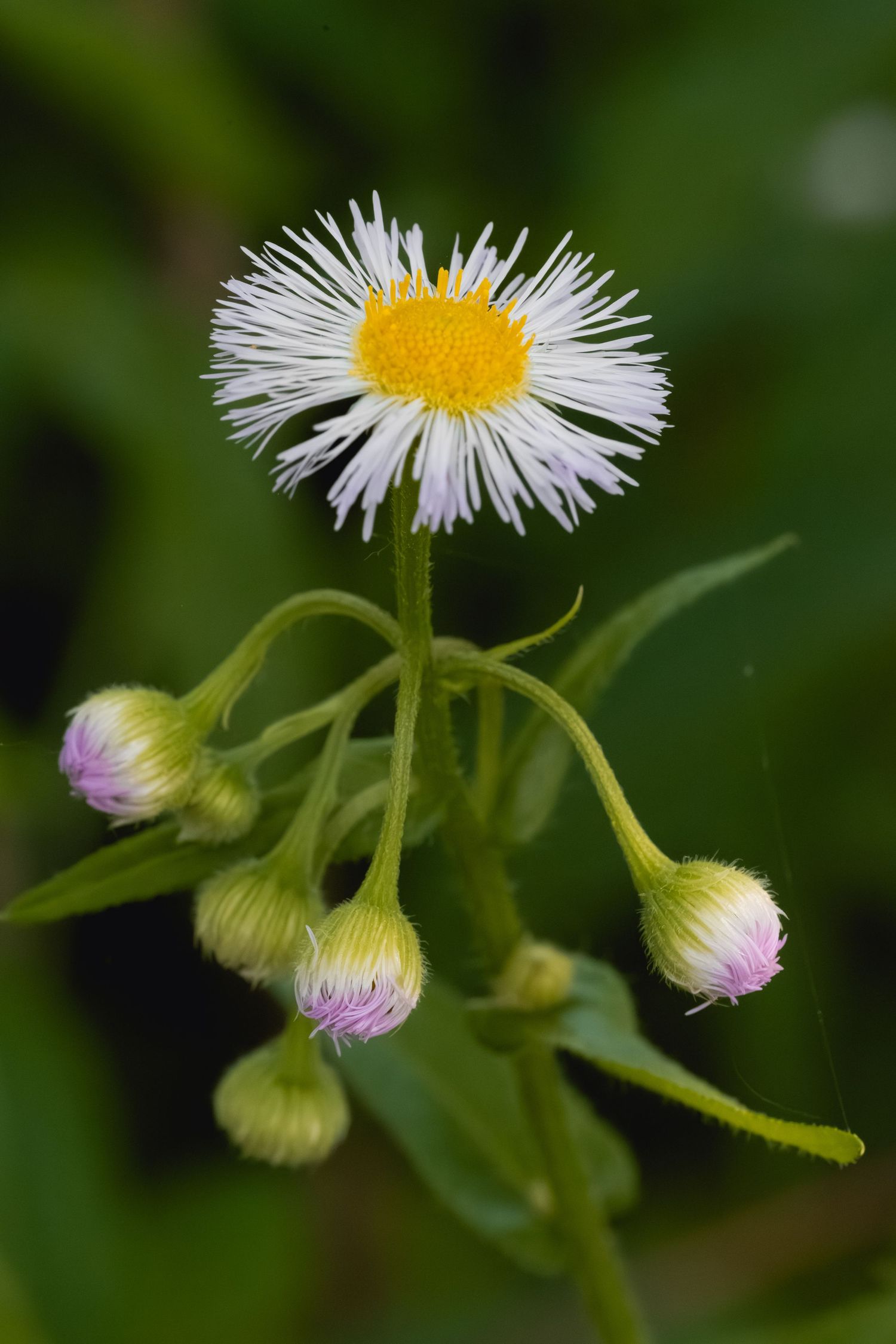 Close-up of a white daisy-like fleabane flower with yellow center and purple-tipped buds on green stems.