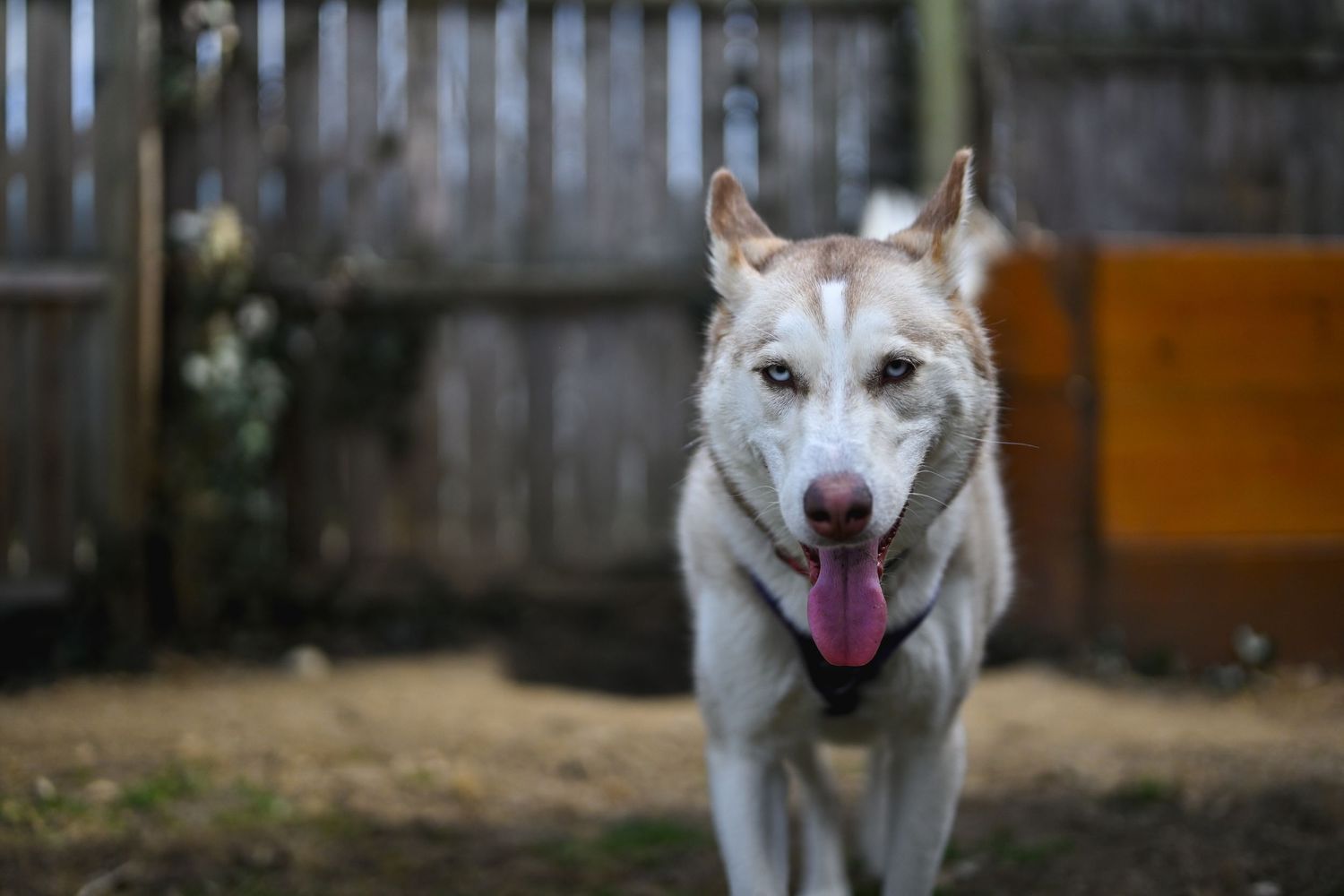 Happy white husky dog with tongue out standing in backyard near wooden fence.