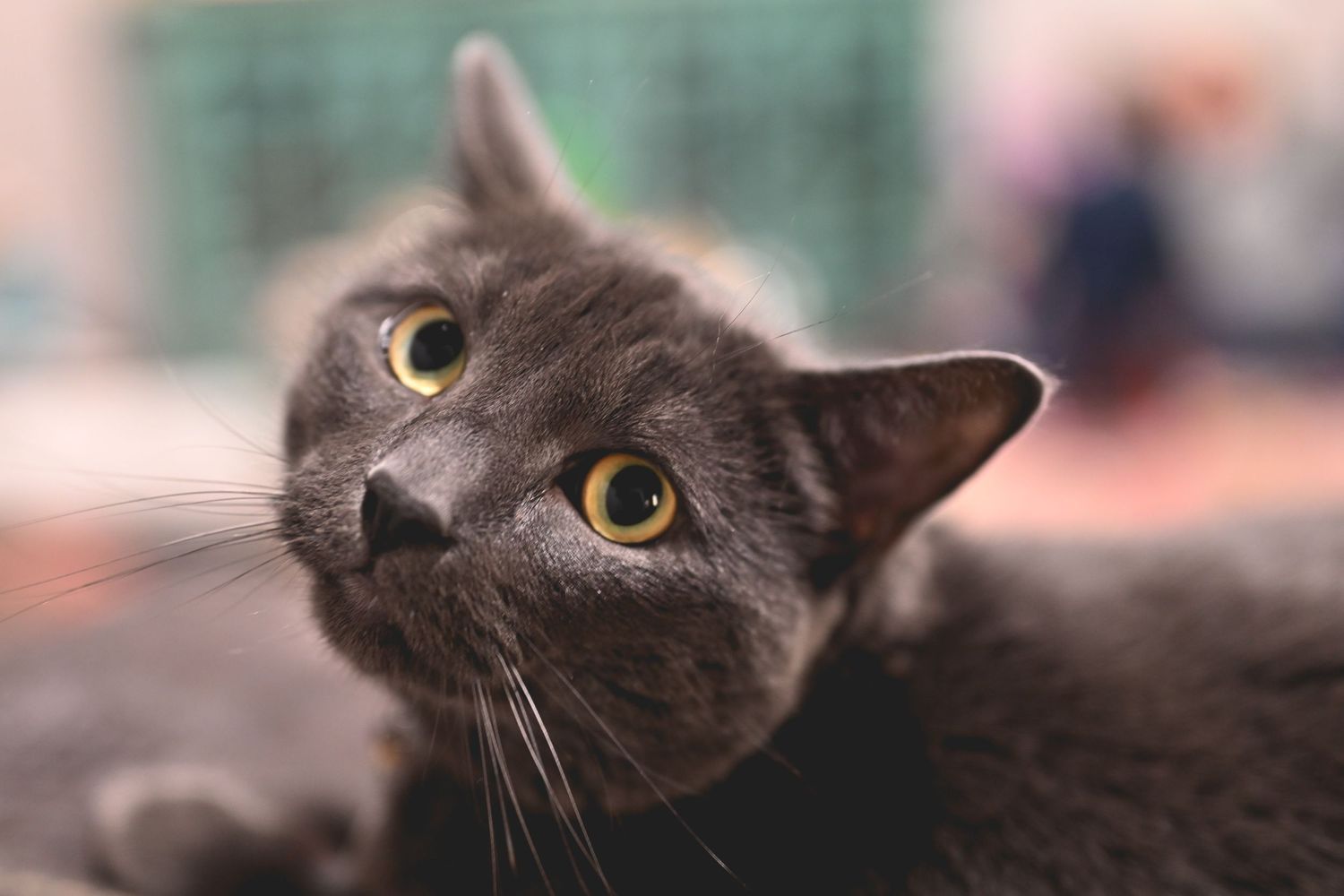 Close up portrait of a charcoal grey cat with bright yellow eyes looking up with a curious expression.