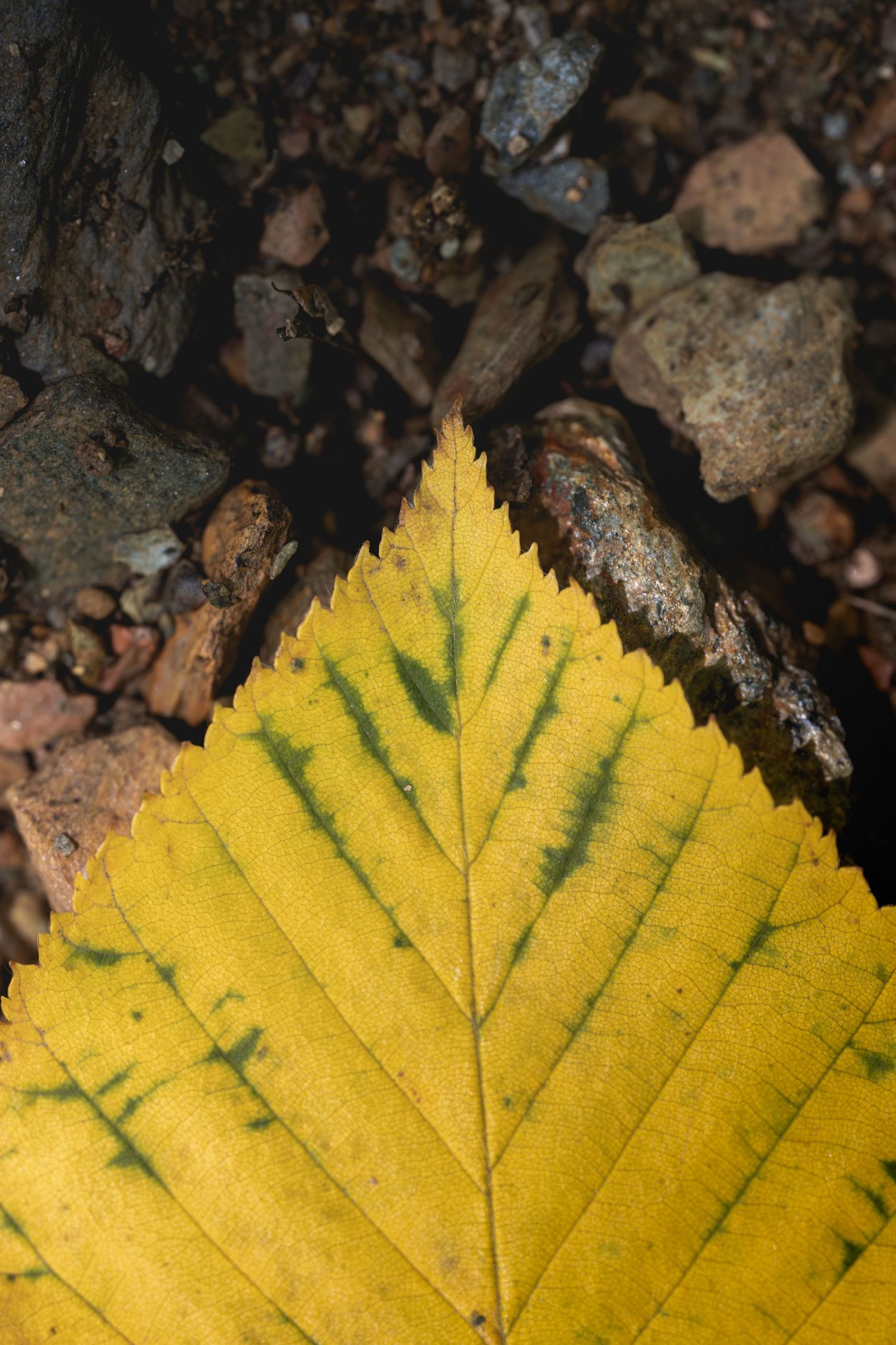 Close-up of a yellow autumn leaf with green veins resting on rocky ground.