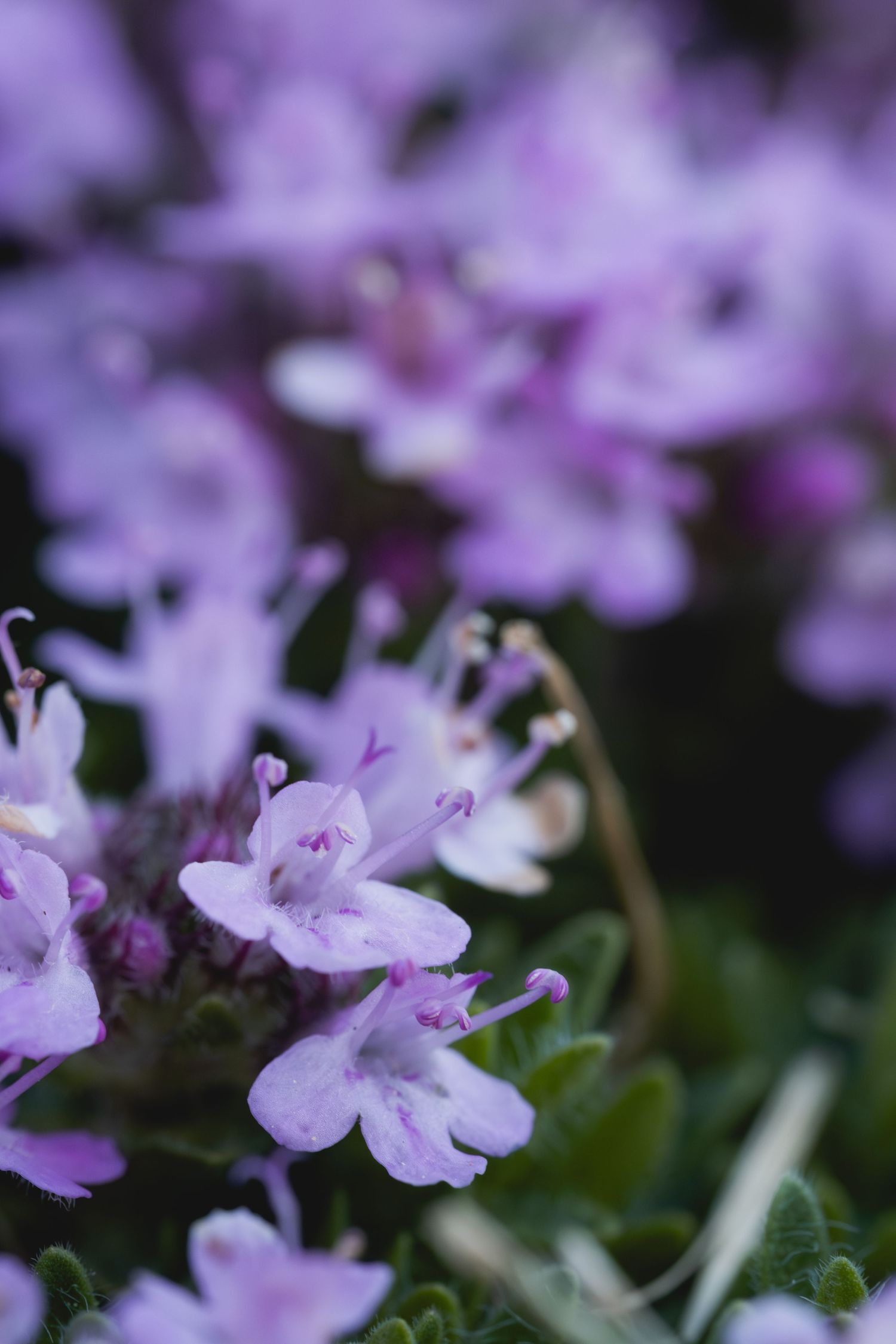 Close-up of delicate purple thyme flowers in bloom with soft bokeh background.