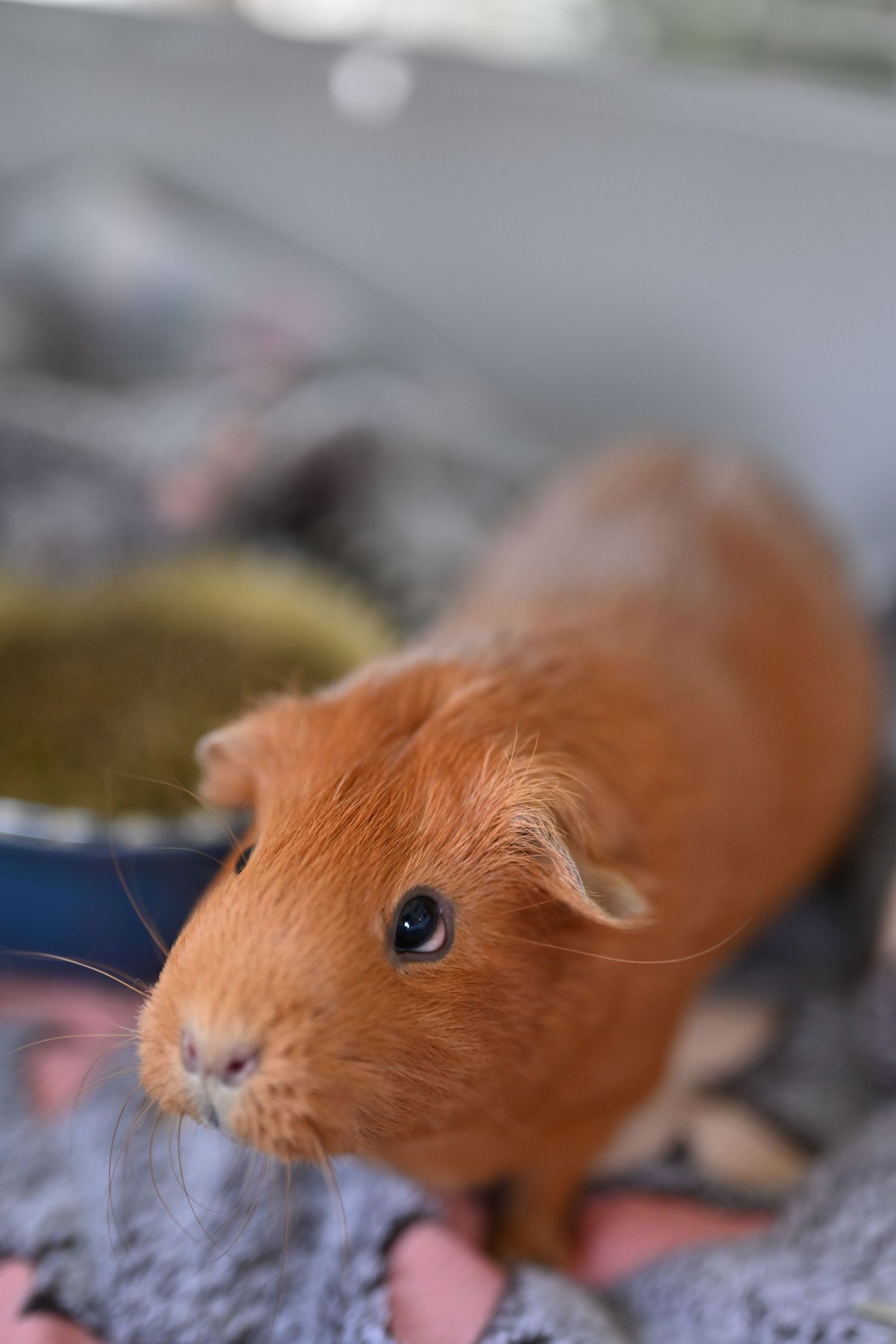 Closeup photo of an orange guinea pig with big blue eyes looking at the camera while resting on a textured surface.