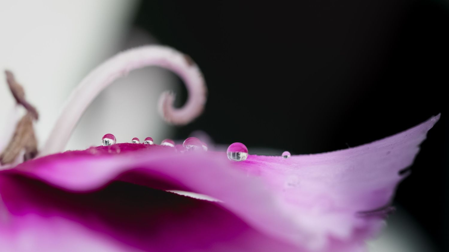 Close-up macro shot of water droplets on a vibrant pink flower petal against a dark background.