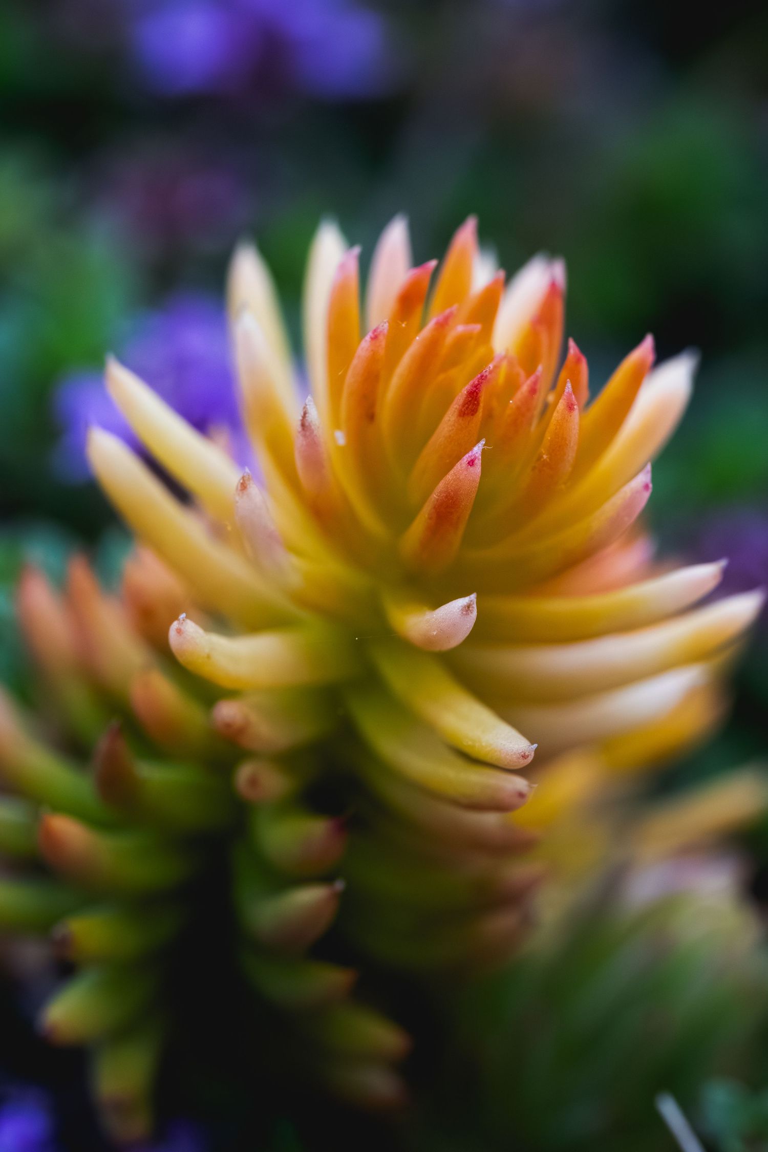 Close-up of a vibrant yellow-orange succulent plant with pointed tips, surrounded by purple flowers in soft bokeh background.