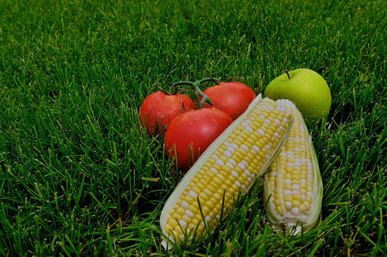 Fresh corn, tomatoes, and an apple arranged on green grass.