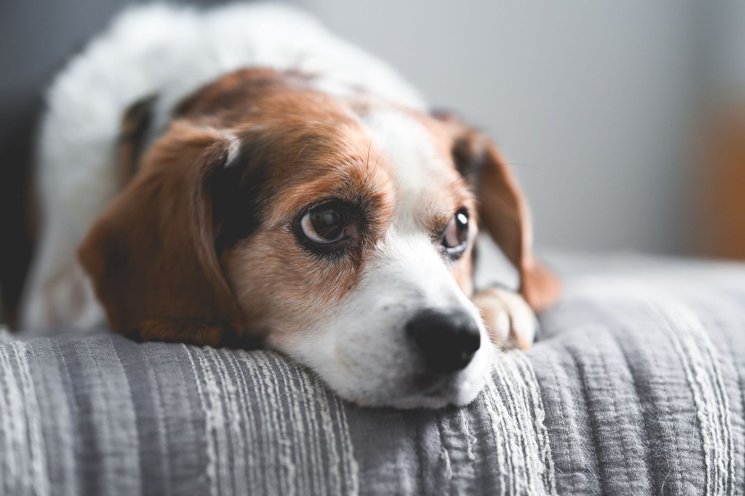 Jack Russell mix dog resting head on grey couch with contemplative expression.