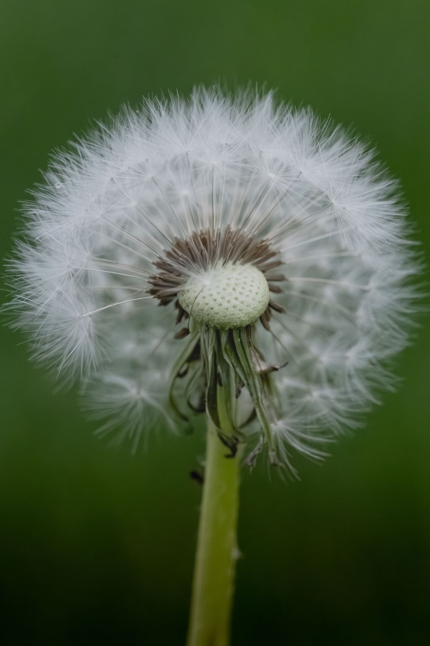 Close-up of a white dandelion seed head in full bloom against a blurred green background.