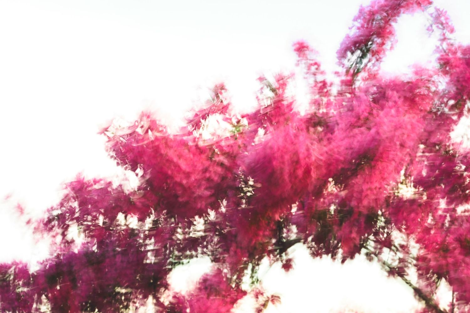 Vibrant pink bougainvillea flowers blooming on tree branches against a bright white sky.