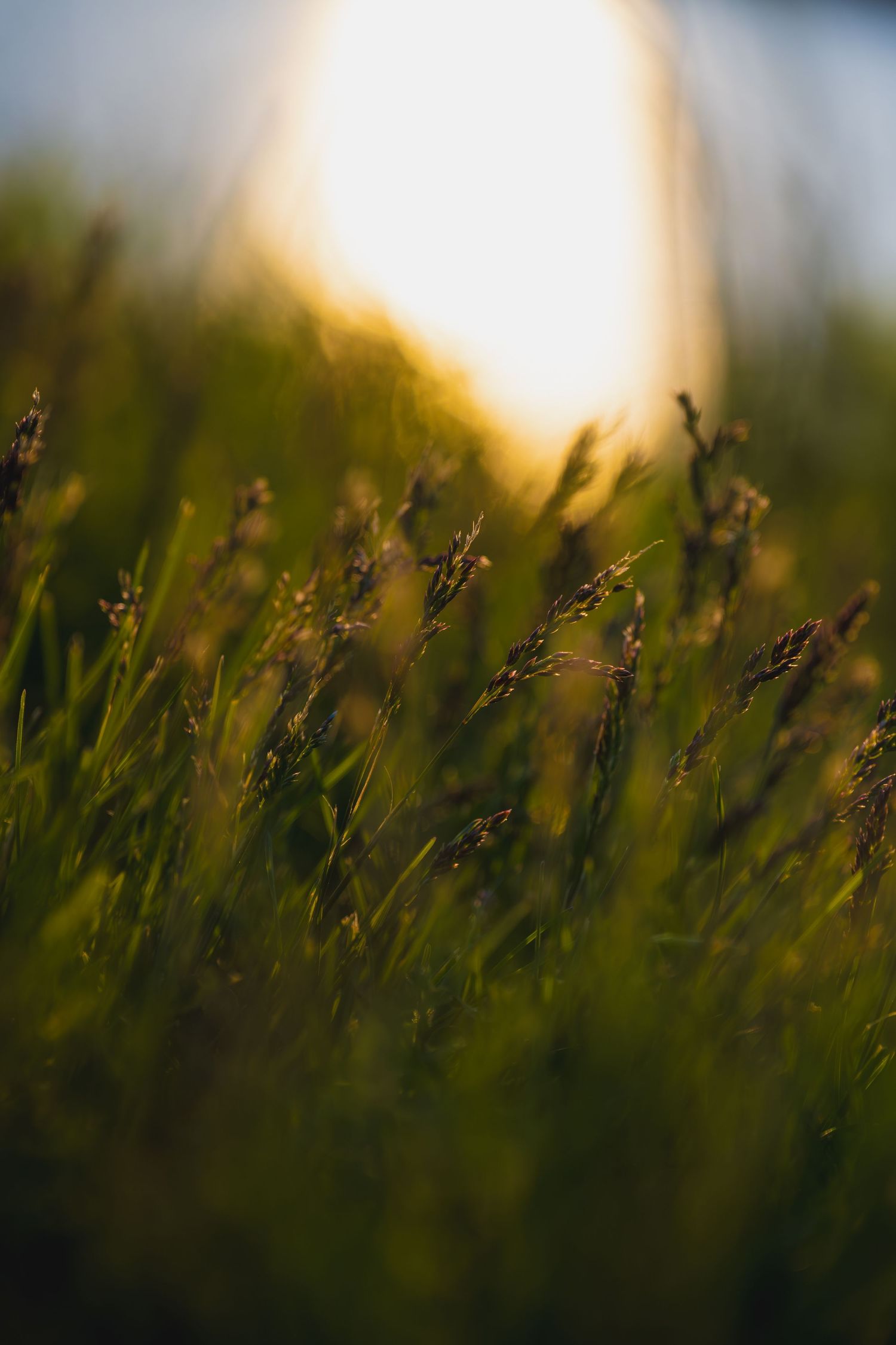 Close-up of wild grass stems glowing in warm golden sunset light in a lush green meadow.