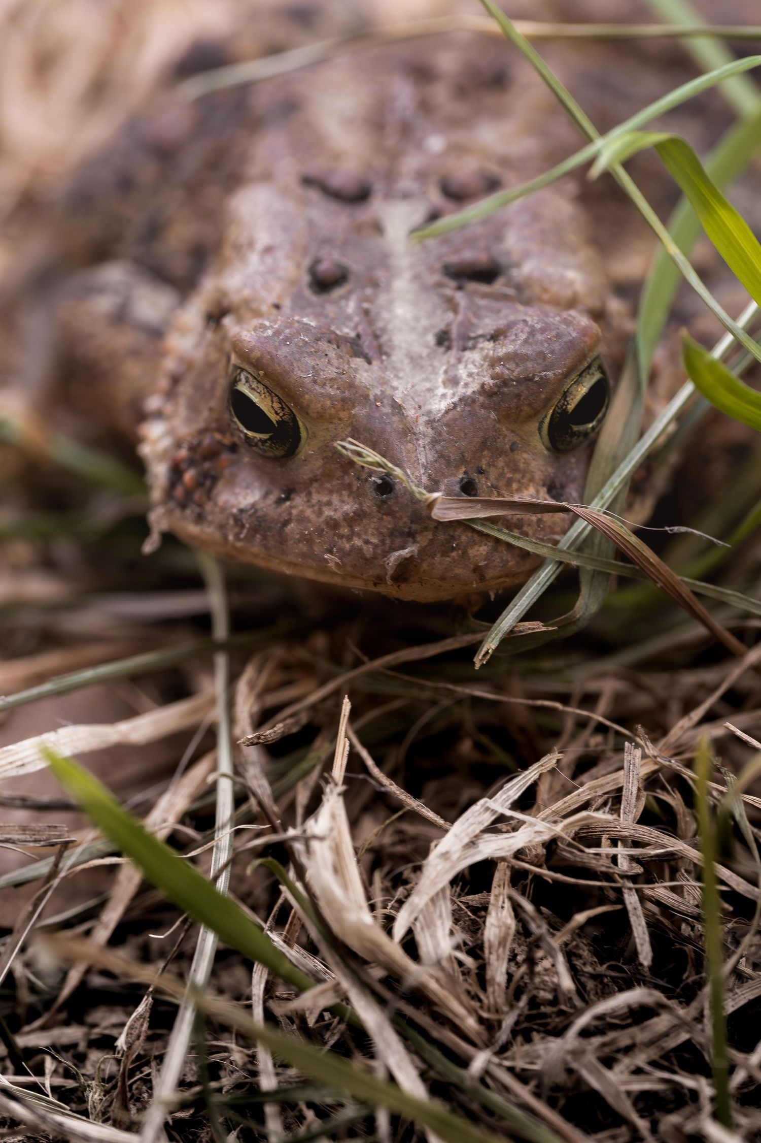 Close-up of a brown toad camouflaged among dry grass and soil, with prominent golden eyes staring forward.