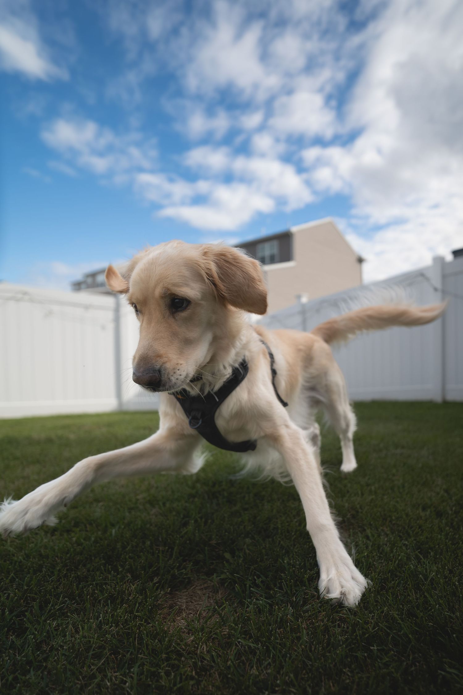 A golden Labrador wearing a black harness runs playfully across a green lawn with a white fence and blue sky behind.