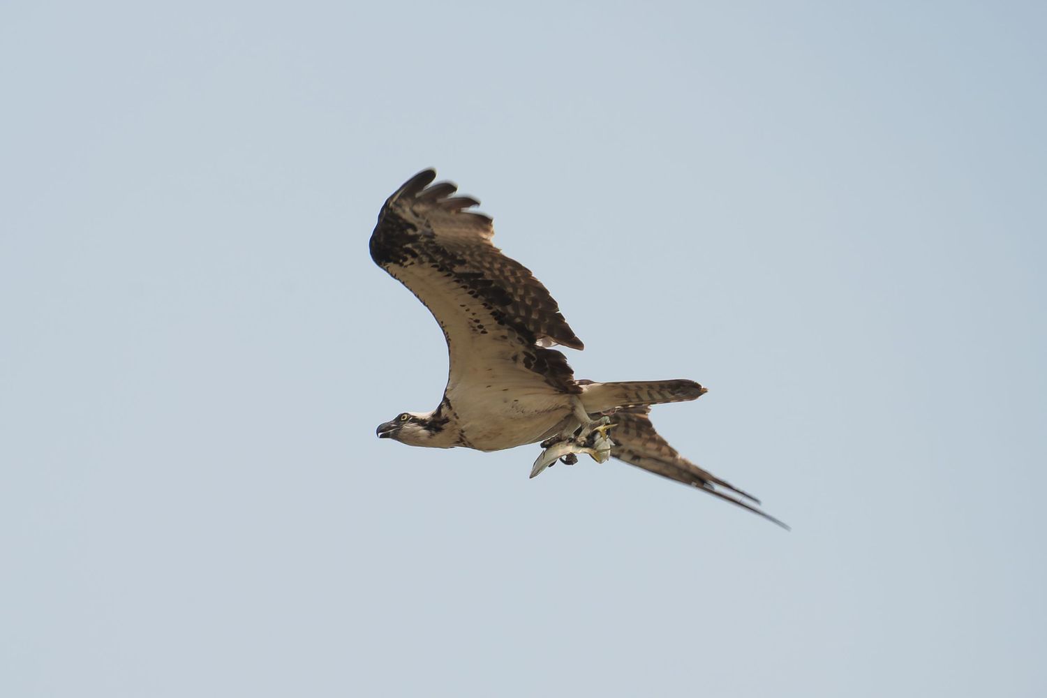 An osprey soaring in flight against a clear blue sky, showcasing its brown and white plumage and outstretched wings.