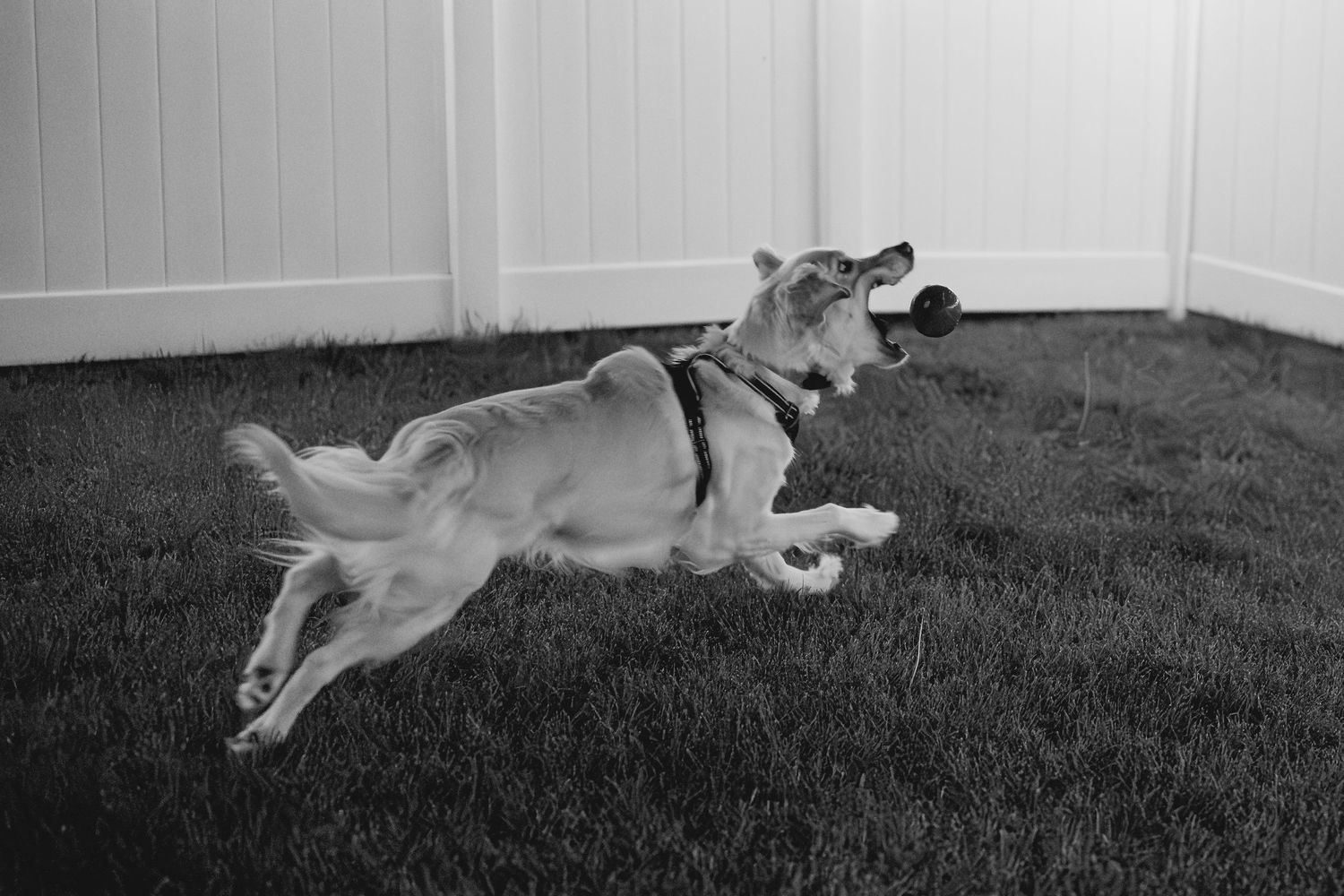 A dog leaping mid-air across a lush green lawn beside a white fence in a black and white photo.