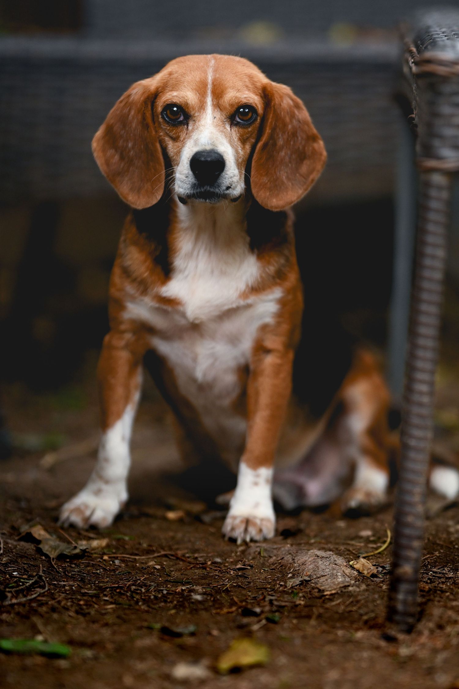 A brown and white beagle dog sits alertly and looks straight at the camera with expressive eyes on a dirt ground.