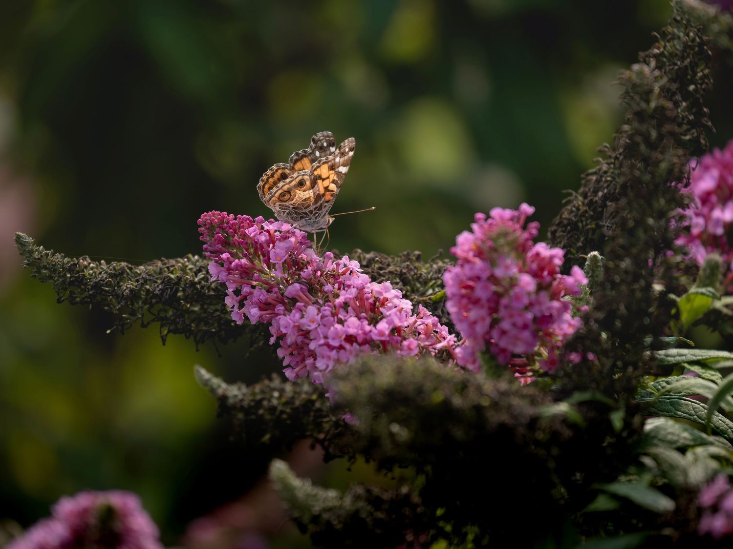 A painted lady butterfly perches on vibrant pink buddleia flowers surrounded by lush green foliage.