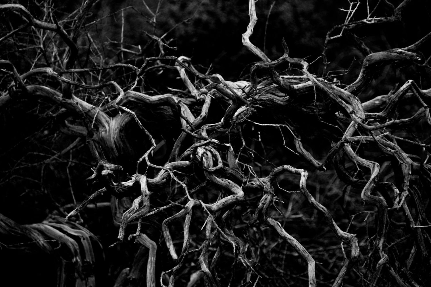 Black and white photo of twisted, bare tree branches creating an eerie, intricate pattern against a dark background.