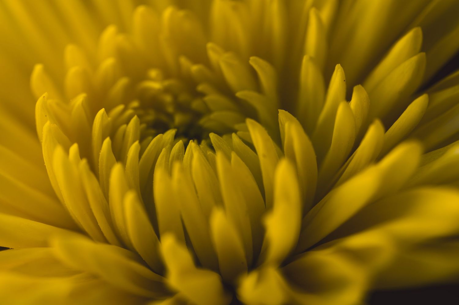 Close-up macro photo of a vibrant yellow chrysanthemum flower with layered petals spiraling toward the center.