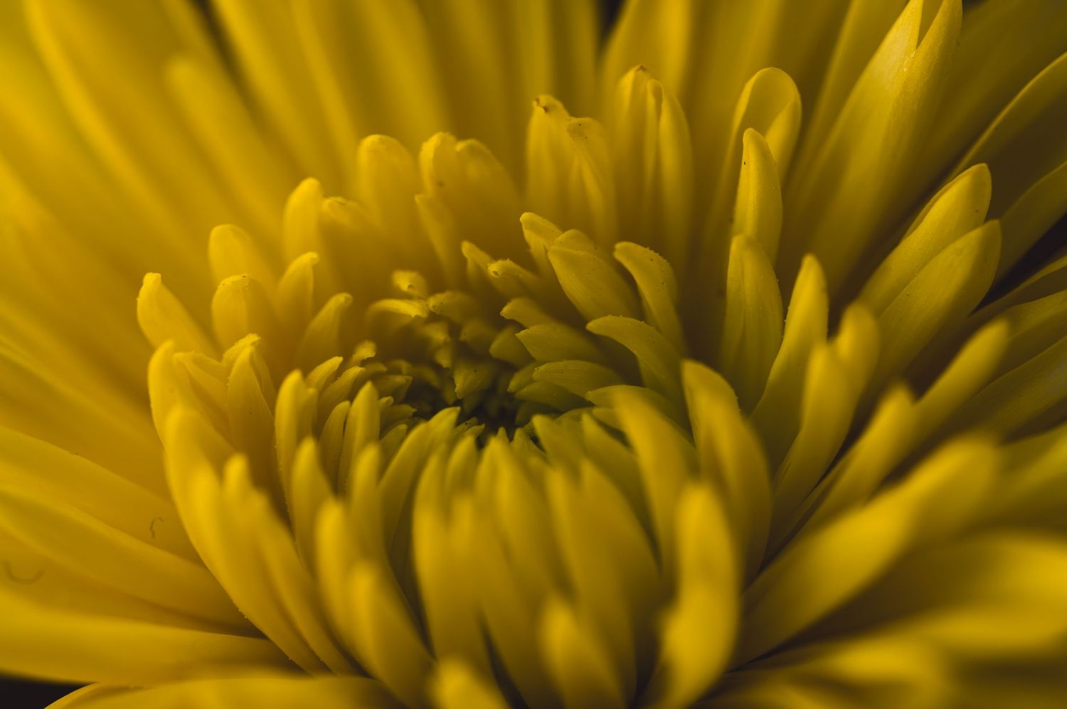 Close-up macro photo of a vibrant yellow chrysanthemum flower with layered petals radiating from the center.