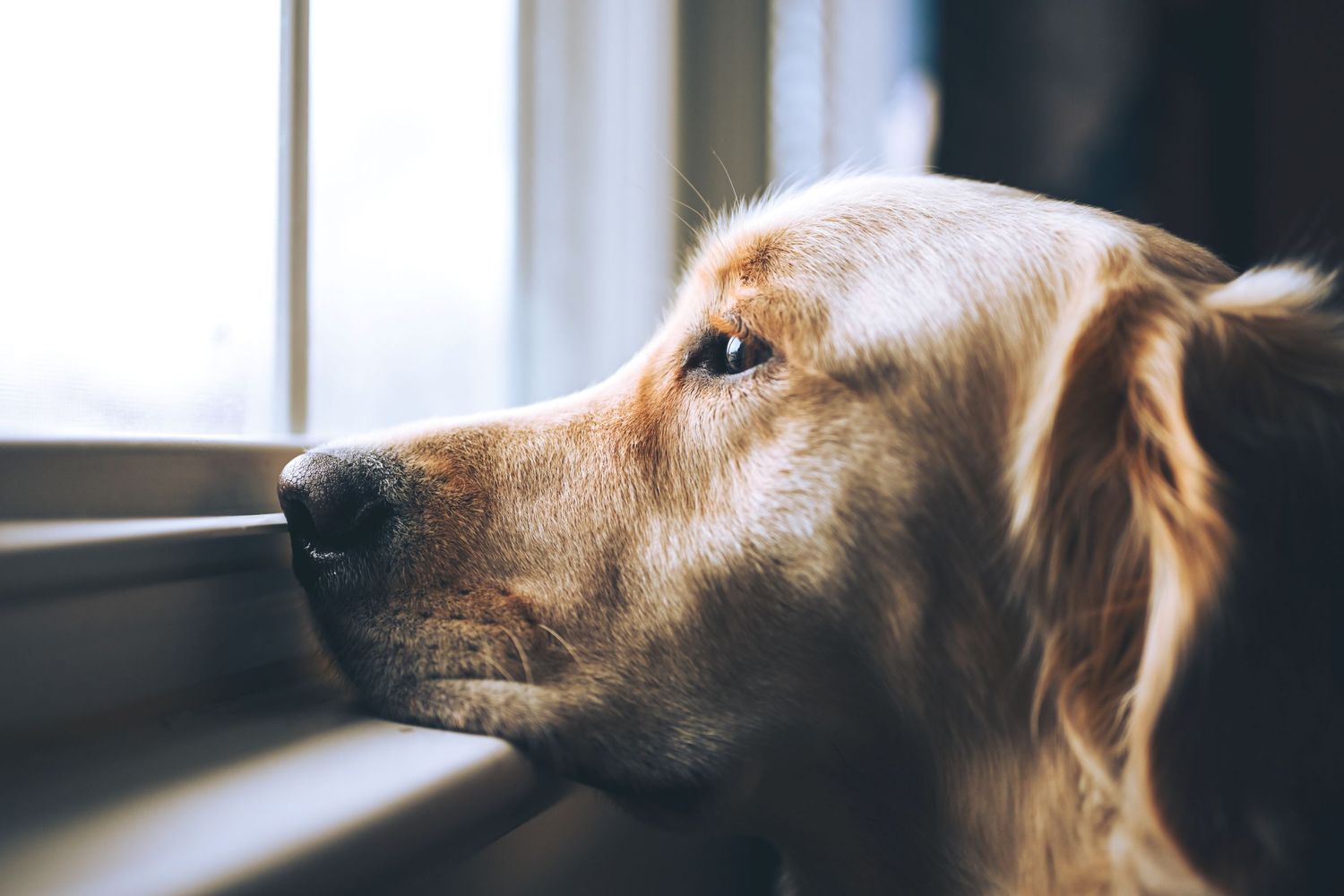 Golden retriever looking thoughtfully out window in close-up profile shot.