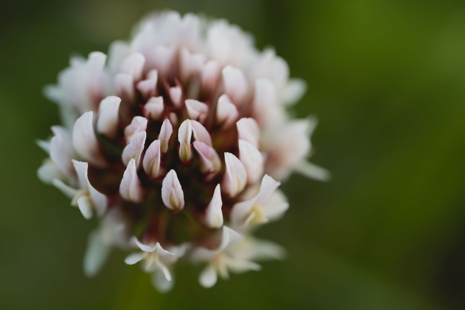 Close-up macro photo of a white clover flower in bloom against a soft green background.