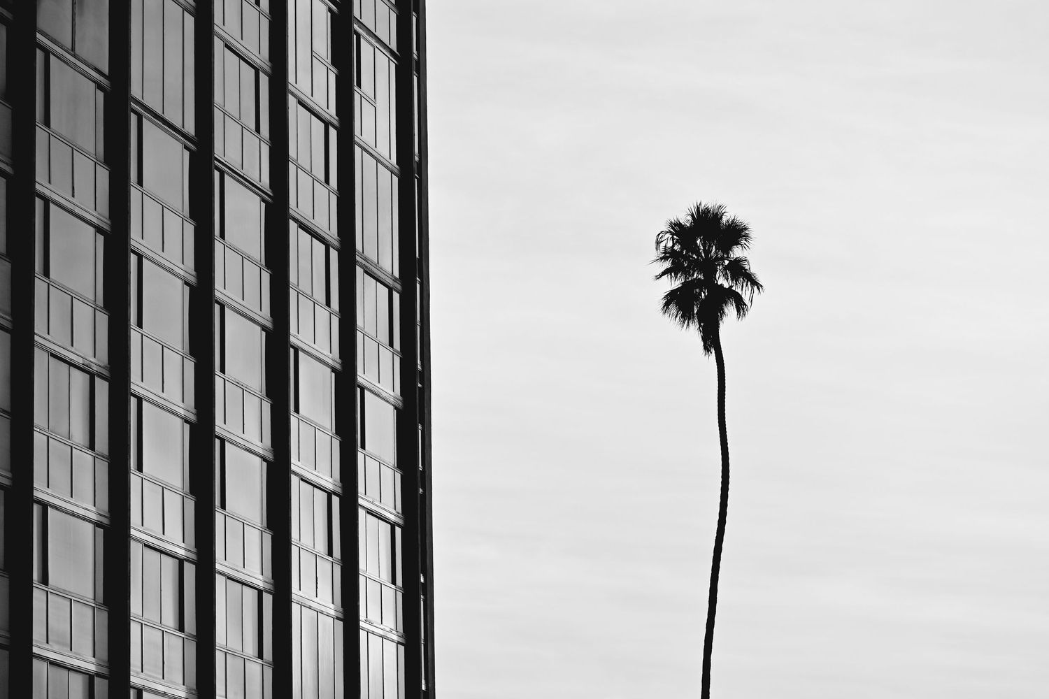 Black and white photo of a tall palm tree beside a modern glass skyscraper against a cloudy sky.
