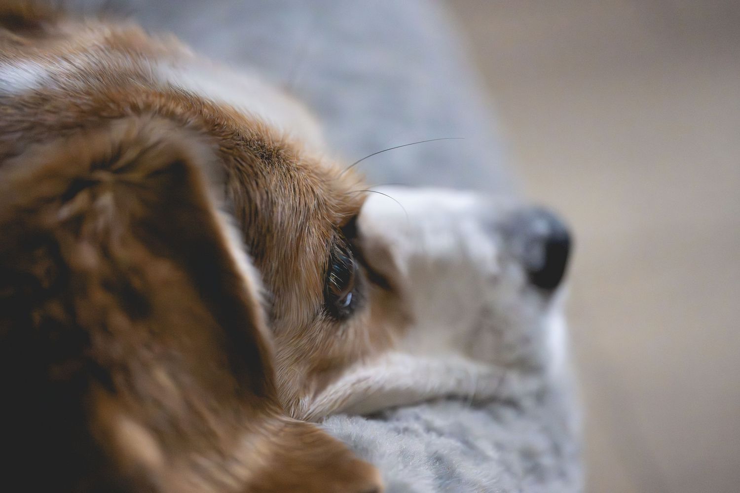 Close-up portrait of a calm brown and white dog resting its head, showcasing its soft fur and gentle eyes.