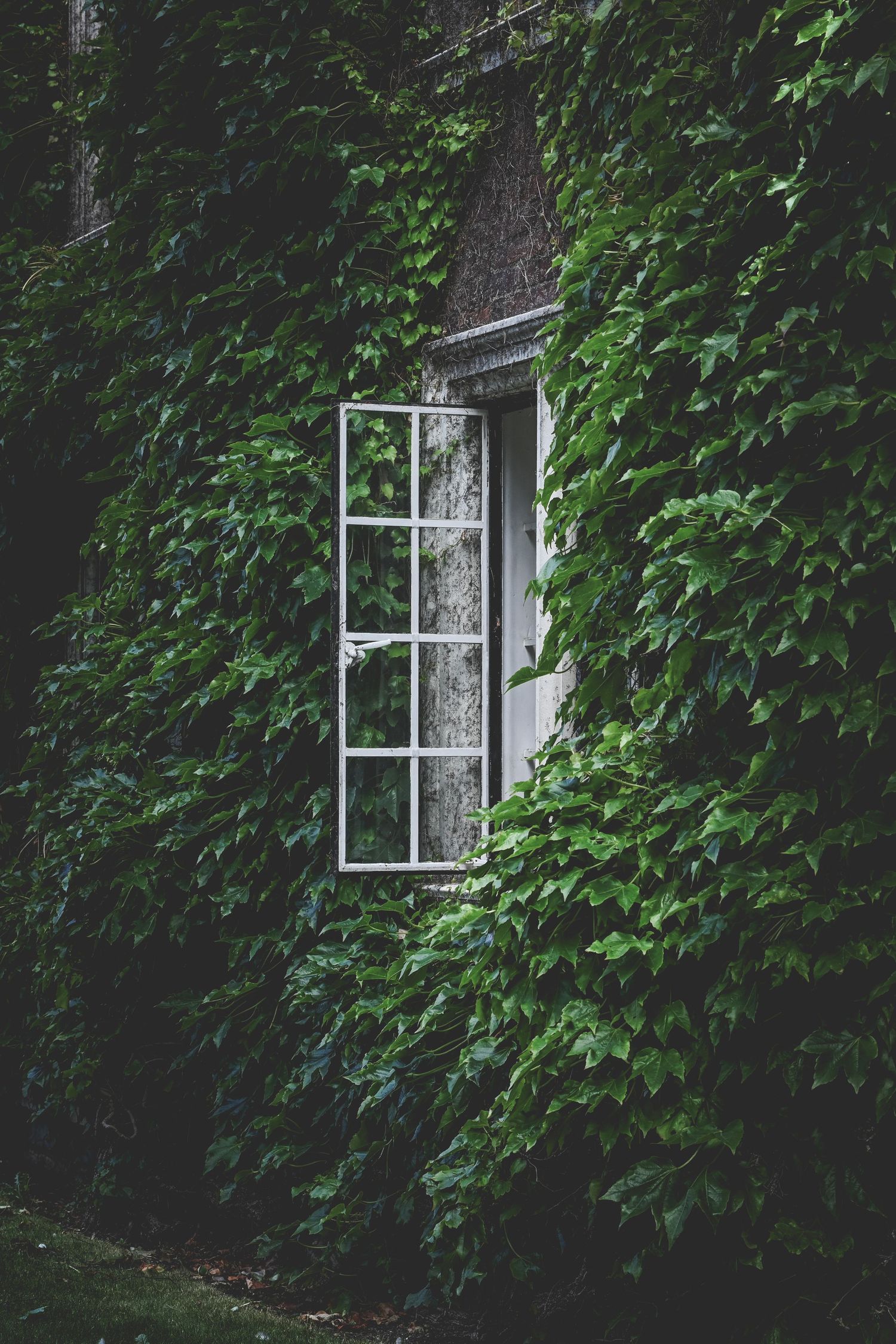 A white framed window surrounded by lush green ivy vines covering an old stone building wall.