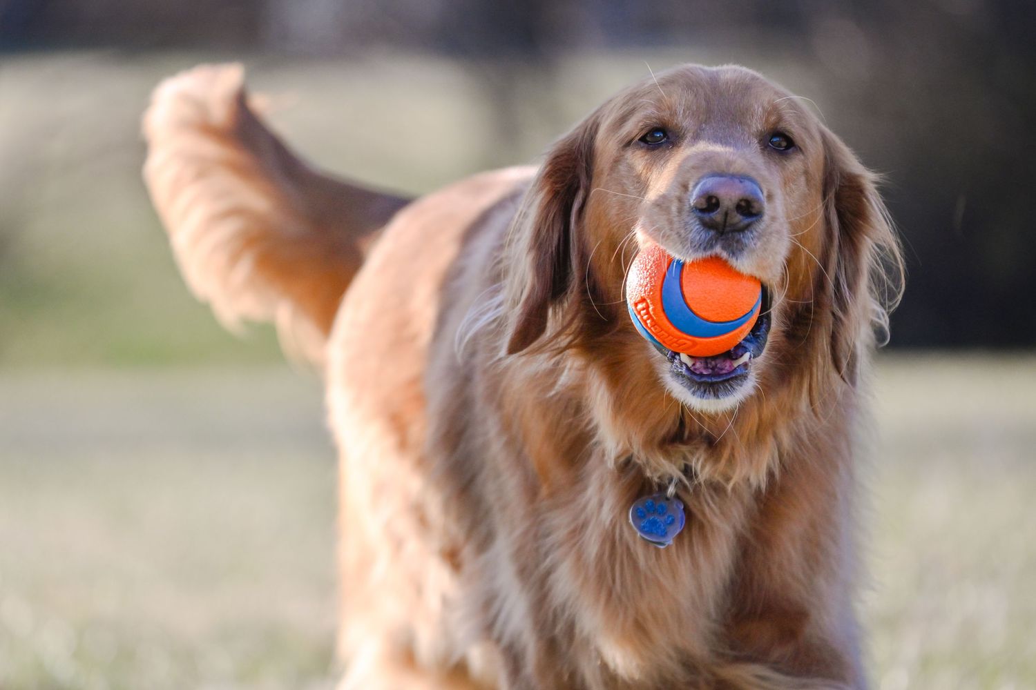 Golden retriever dog plays fetch with orange ball in sunny outdoor field.