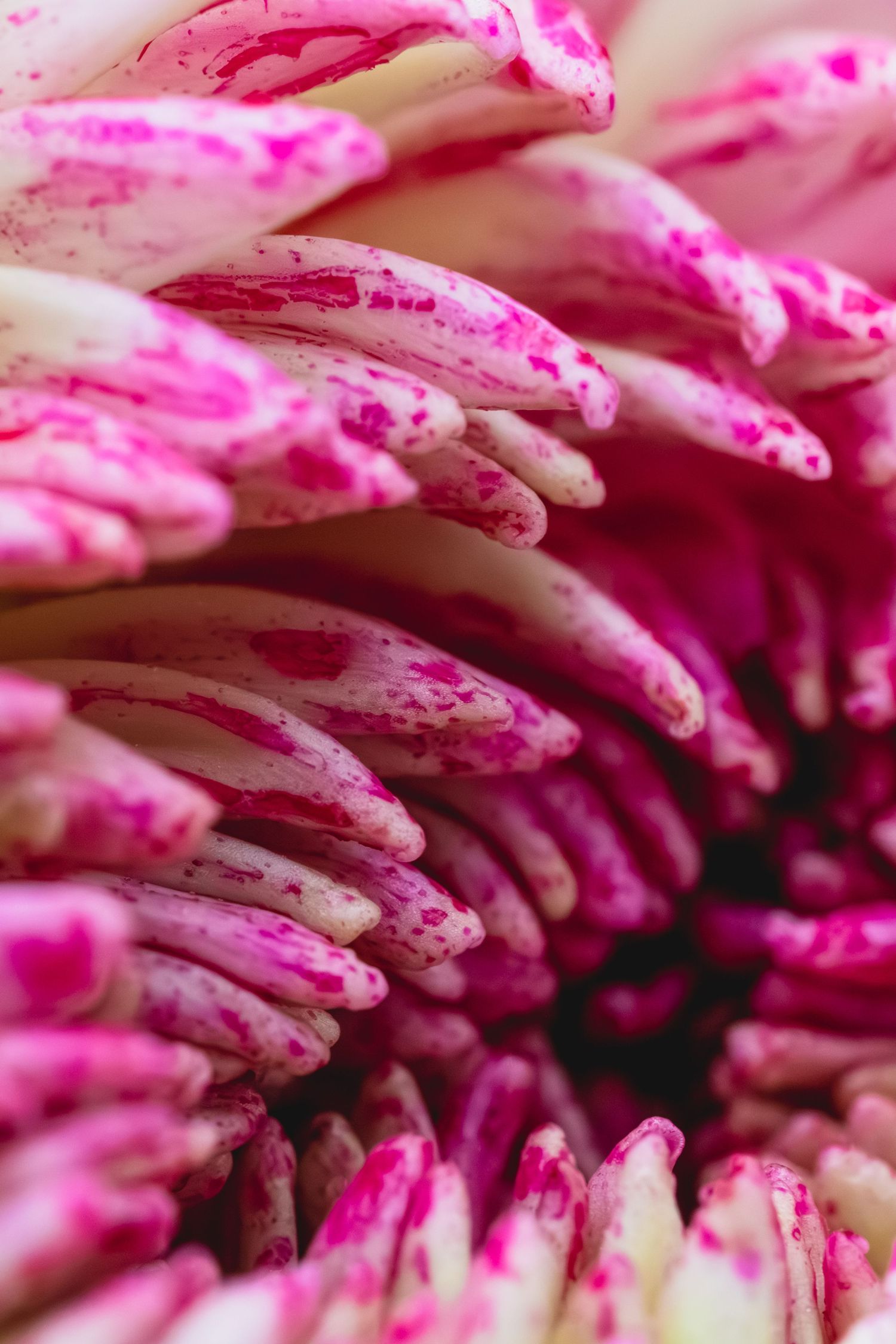 Close-up macro photo of pink and white chrysanthemum petals with vibrant magenta speckles and streaks.