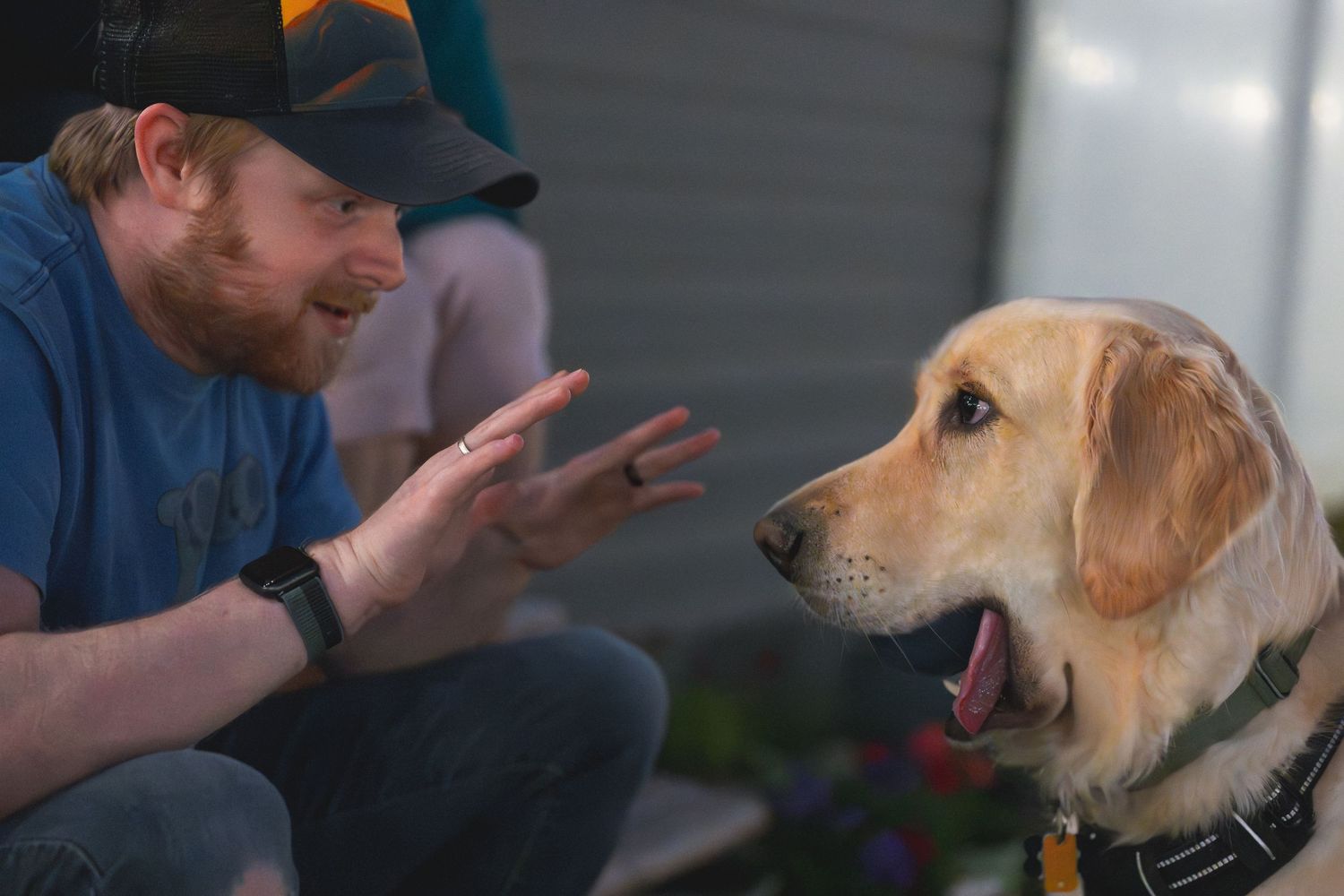 A bearded man in a blue shirt gestures with his hands while interacting with a happy golden Labrador wearing a harness.