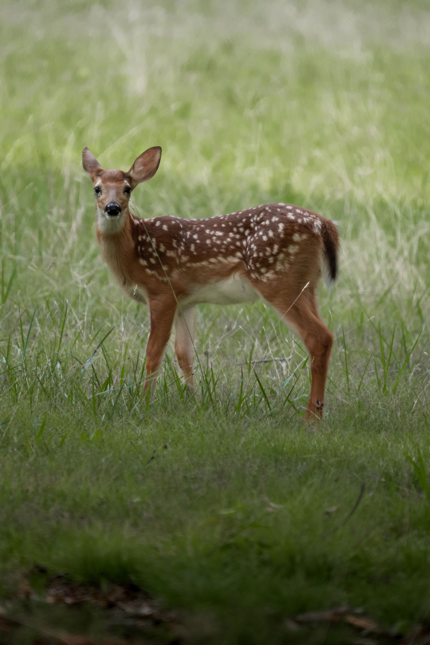 A spotted white-tailed fawn stands alert in a lush green meadow, showcasing its delicate brown coat and white spots.