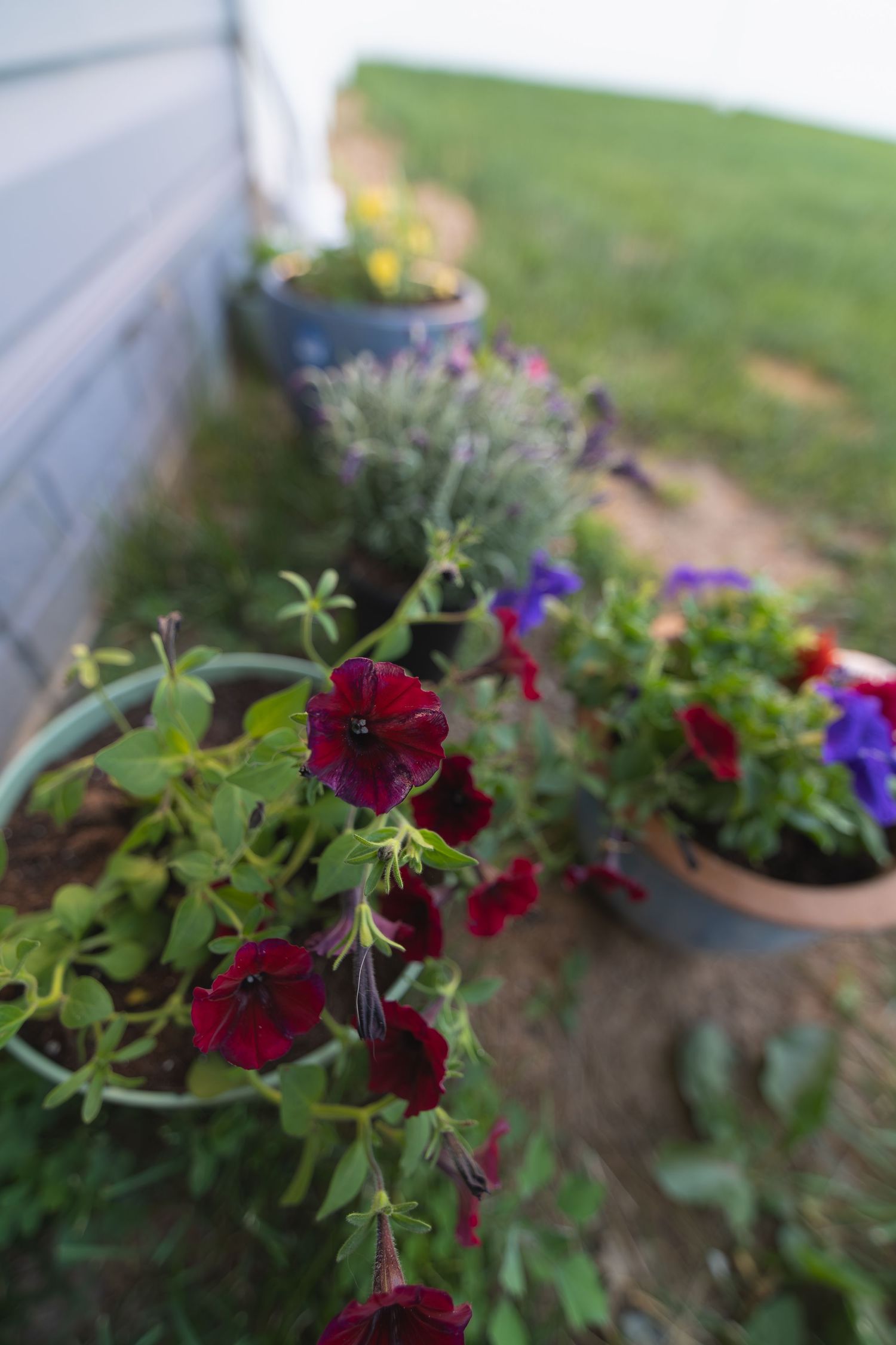 Colorful petunias and potted flowers line the side of a house, with red, purple, and yellow blooms in clay and metal pots.