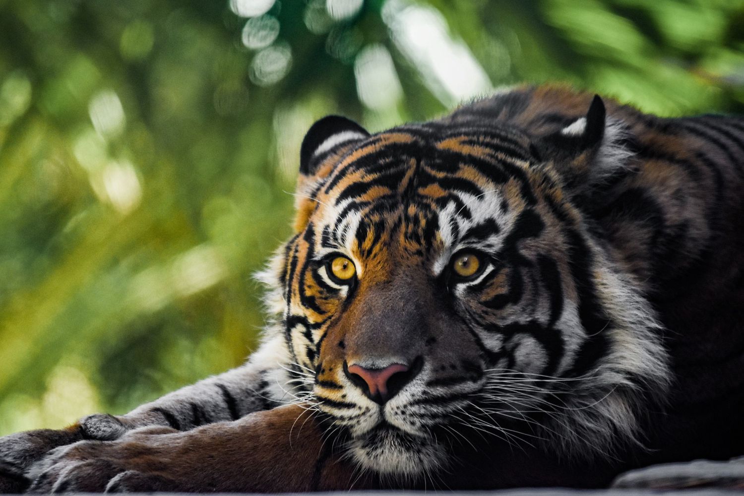 Close-up portrait of a majestic tiger with intense gaze against blurred green background.