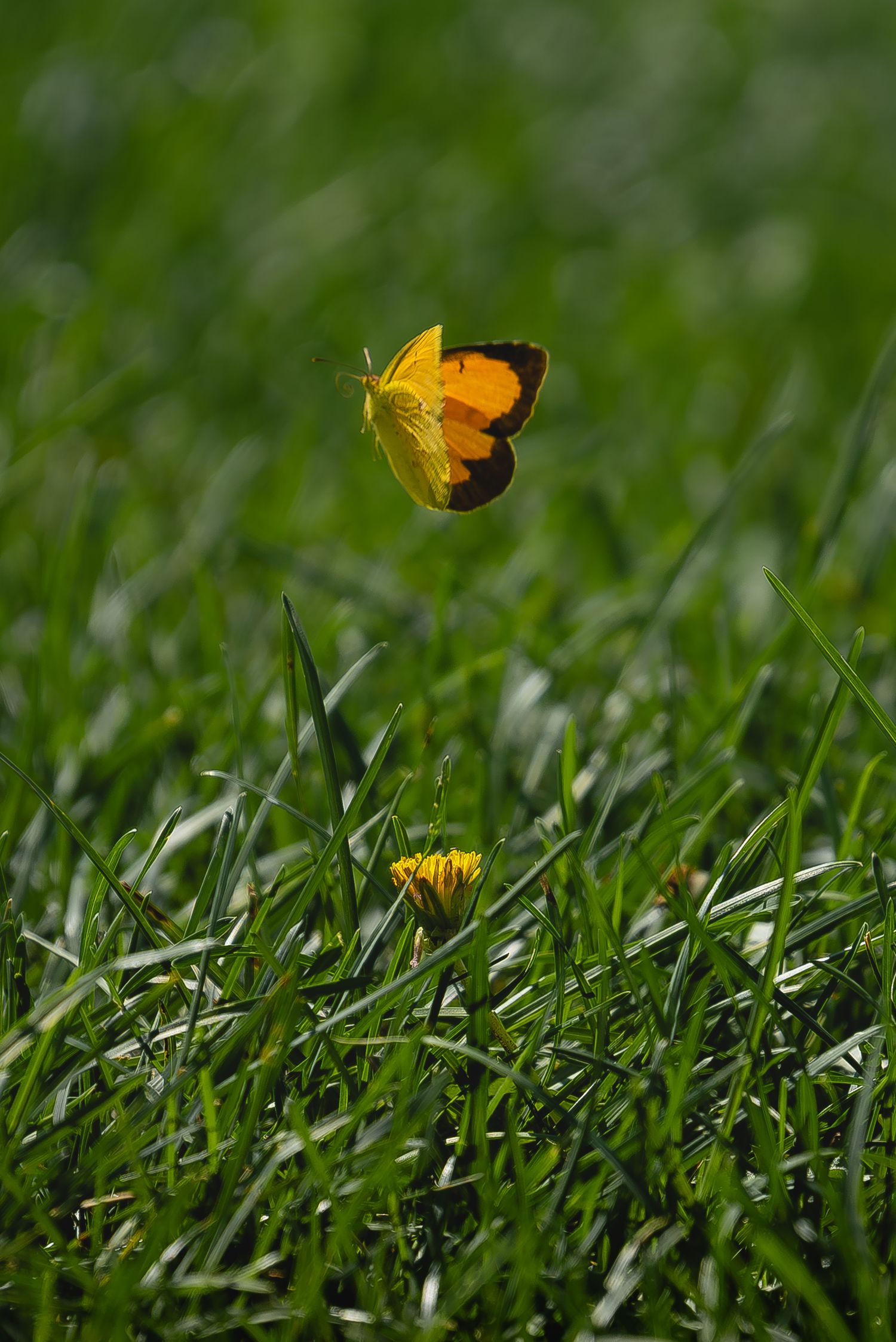 A vibrant yellow and orange butterfly hovers above a dandelion flower in a lush green grass field.