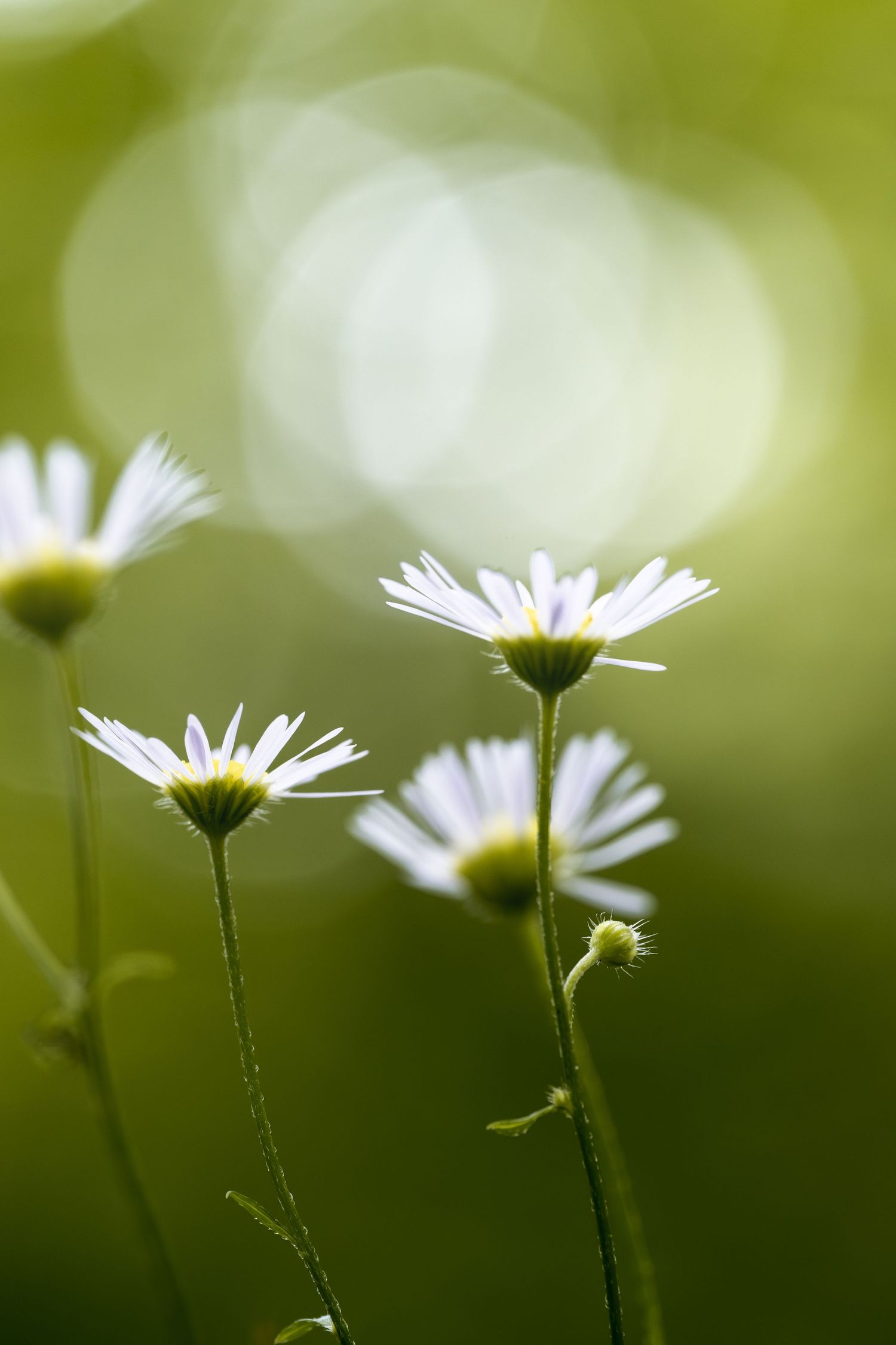 White daisy wildflowers with yellow centers bloom against a soft green bokeh background in natural sunlight.