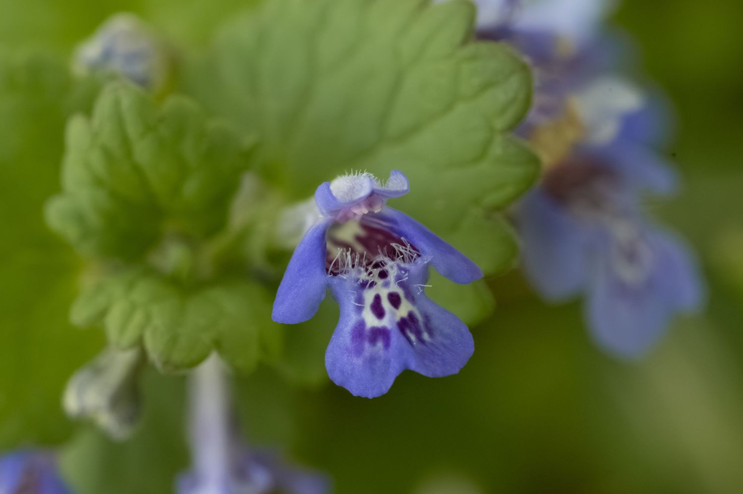 Close-up of vibrant blue ground ivy flowers with purple markings and green scalloped leaves in soft focus background.