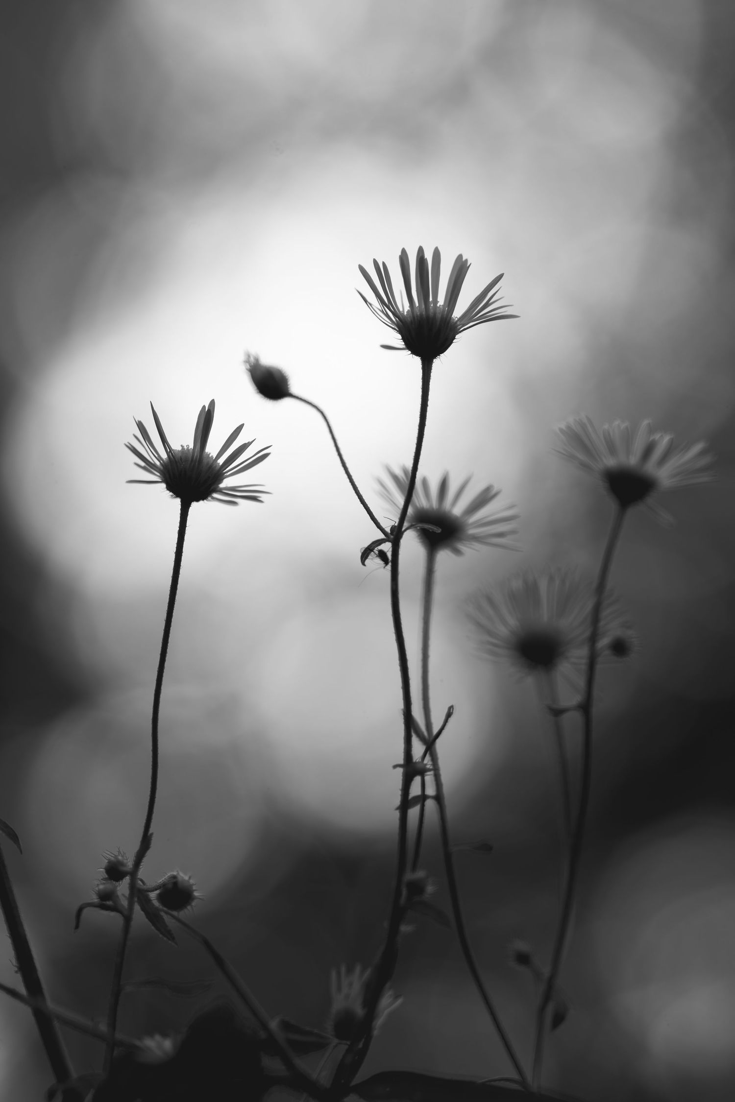 Black and white macro photo of delicate daisy wildflowers with soft bokeh background.