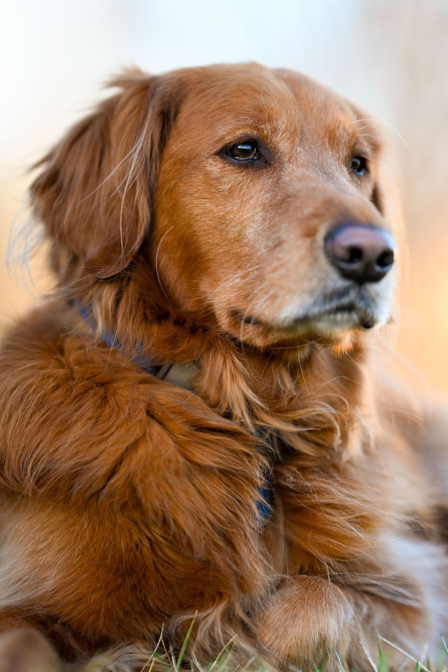 Close-up portrait of majestic golden retriever with soft fur.