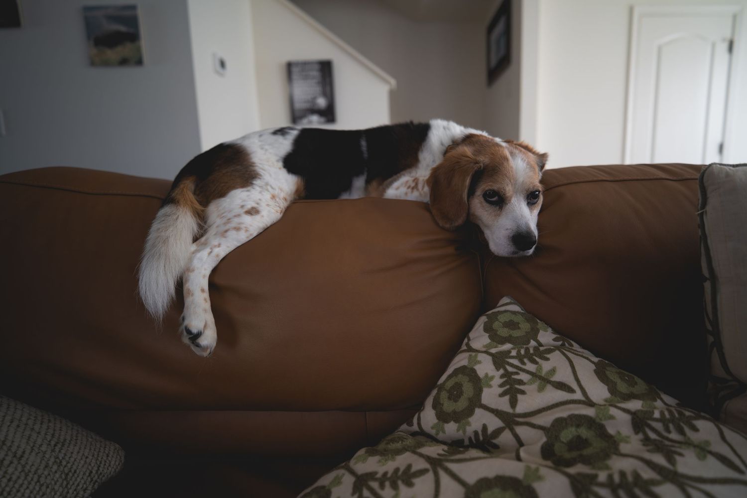 A tired beagle dog resting on the back of a brown leather sofa in a cozy living room.