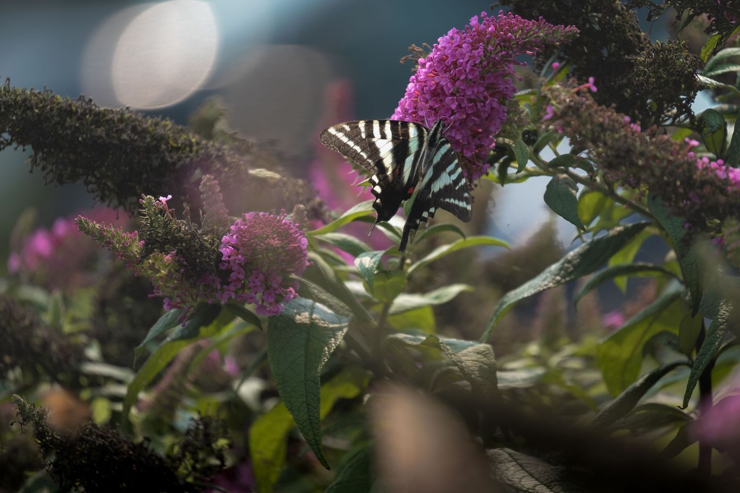 A zebra swallowtail butterfly perched on purple buddleia flowers in a sunlit garden.