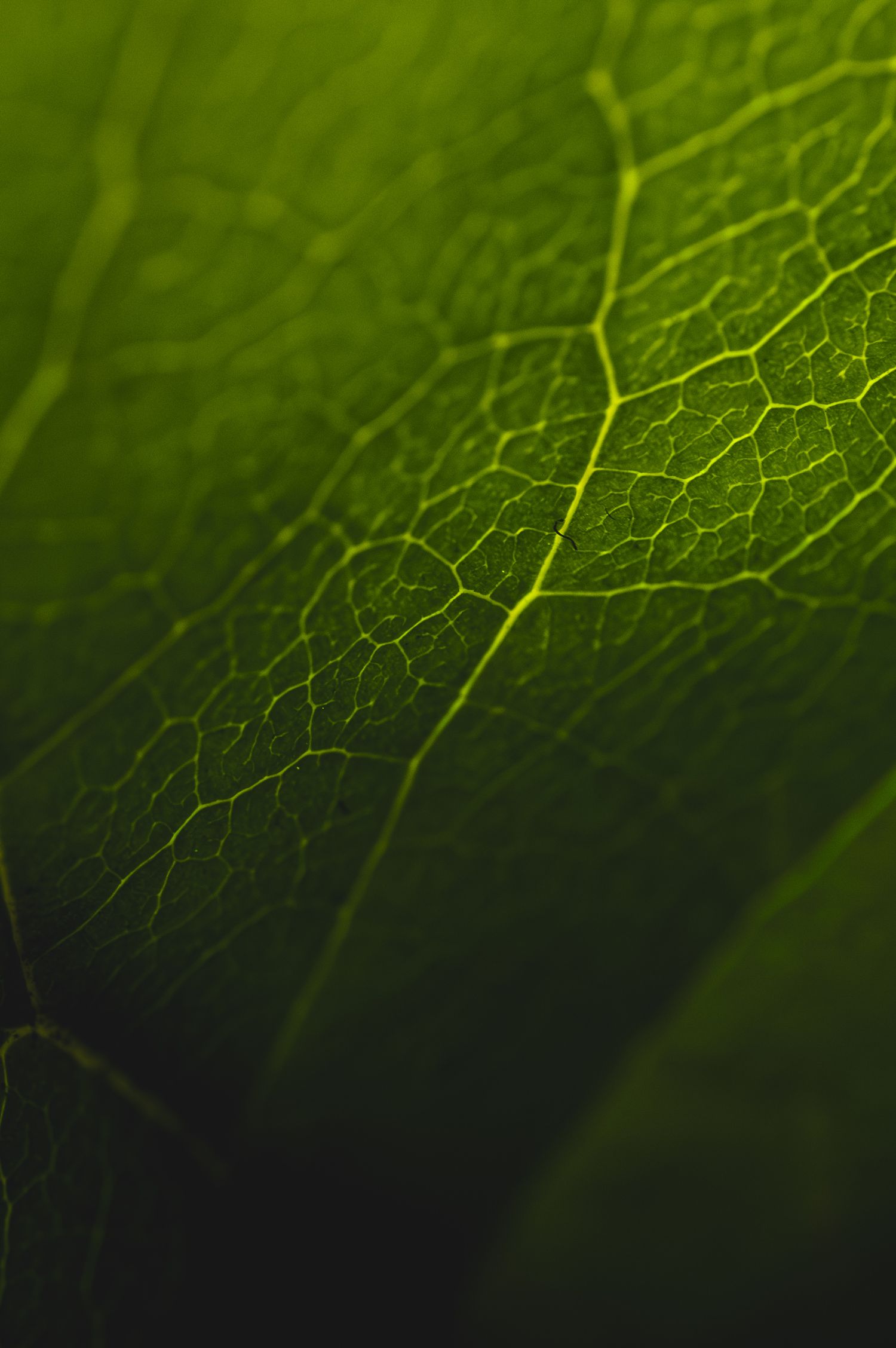 Close-up macro photograph of a vibrant green leaf showing intricate vein patterns and cellular texture.