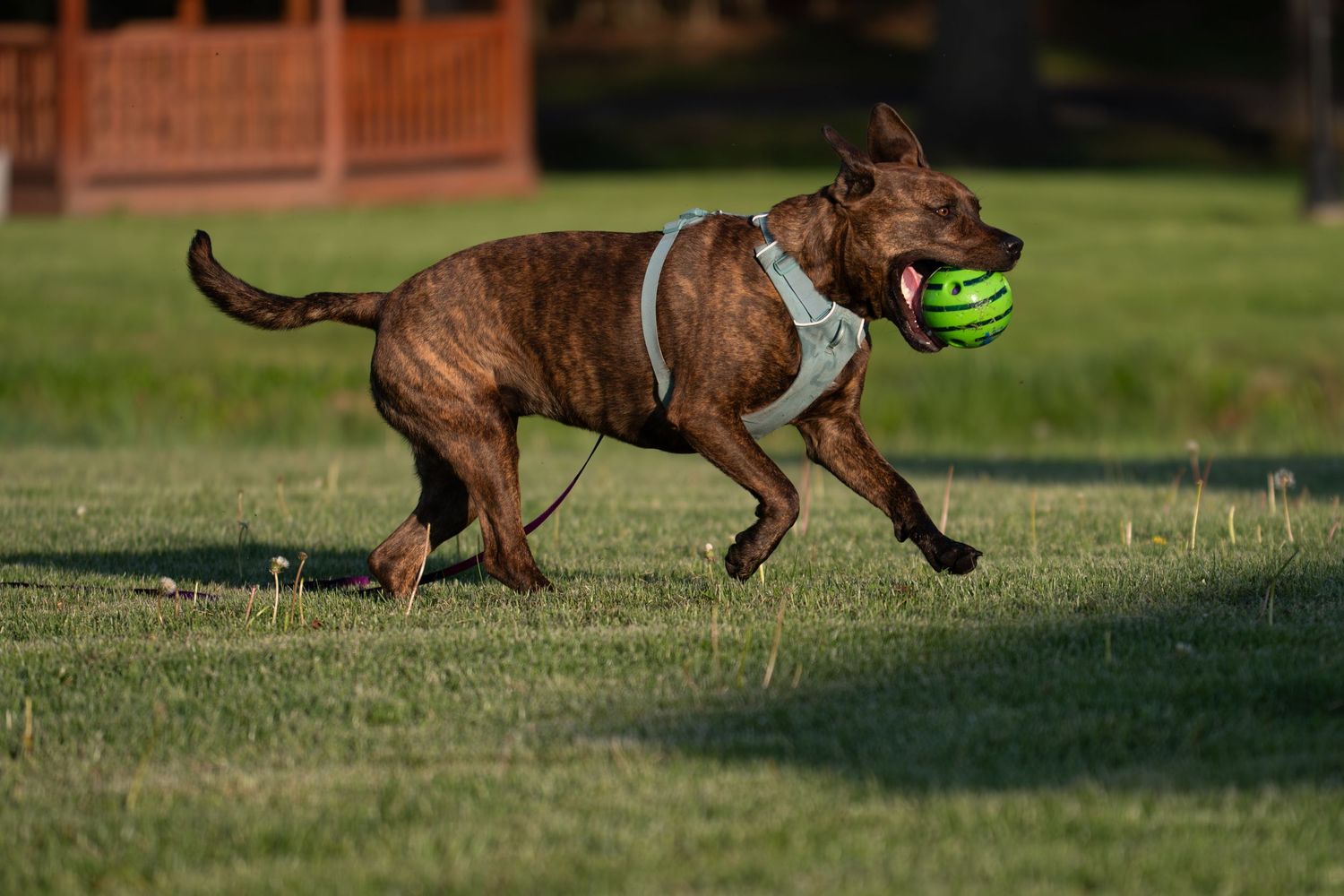 Brindle Pit Bull terrier running on grass wearing a harness while carrying a green ball in its mouth.