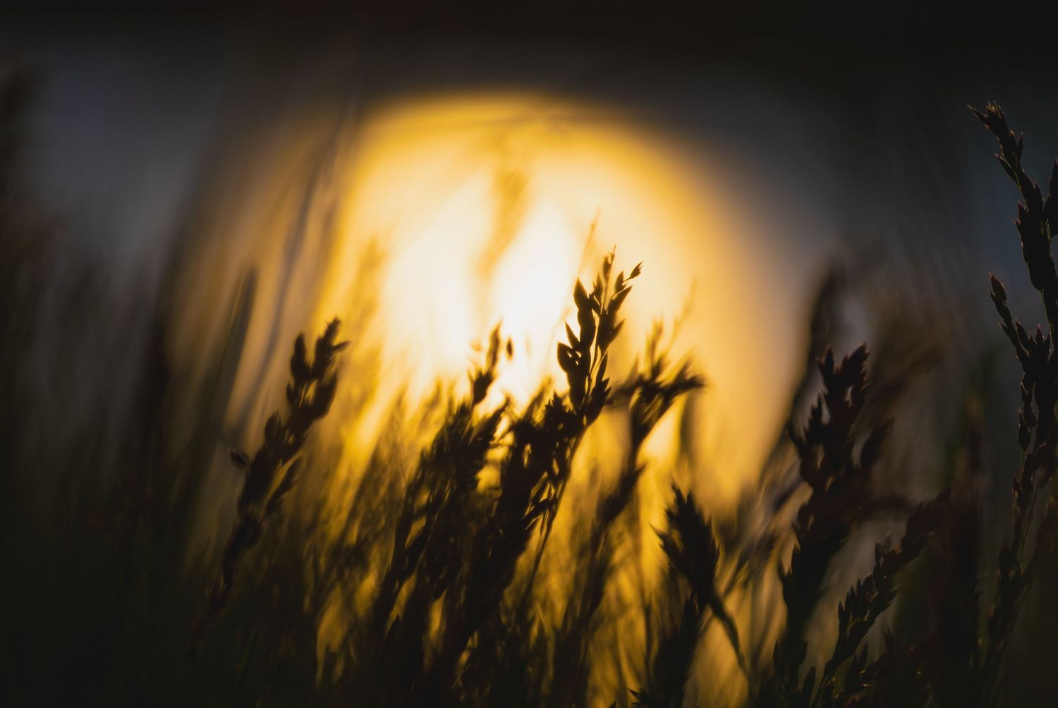 Silhouetted wild grass stems glow against a warm golden sunset bokeh background in a moody nature close-up.