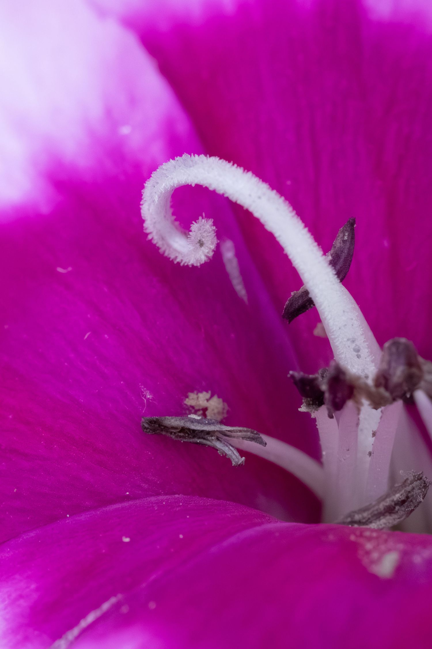 Macro close-up of a vivid magenta flower's curling white pistil and stamens against bright pink petals.
